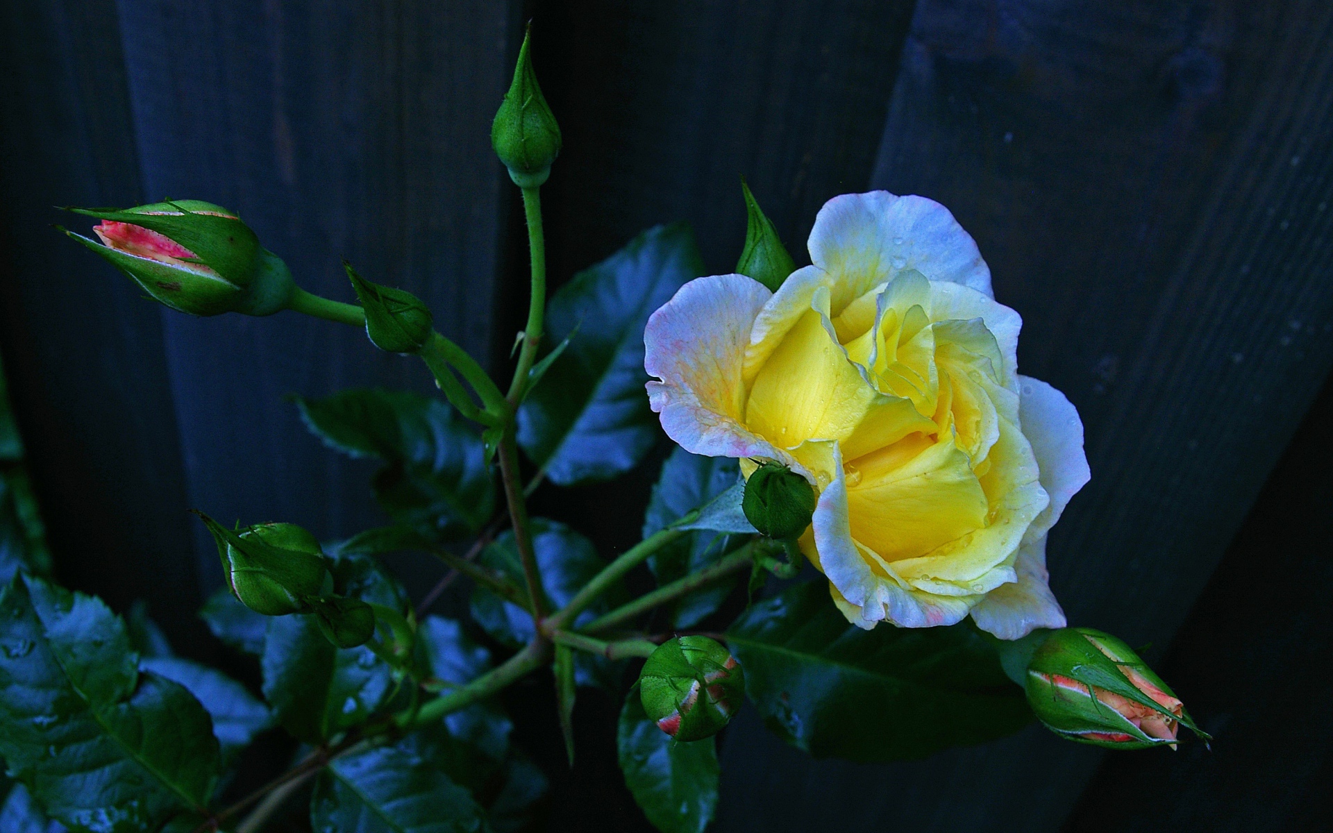 Красивая желтая роза с бутонами у забора 