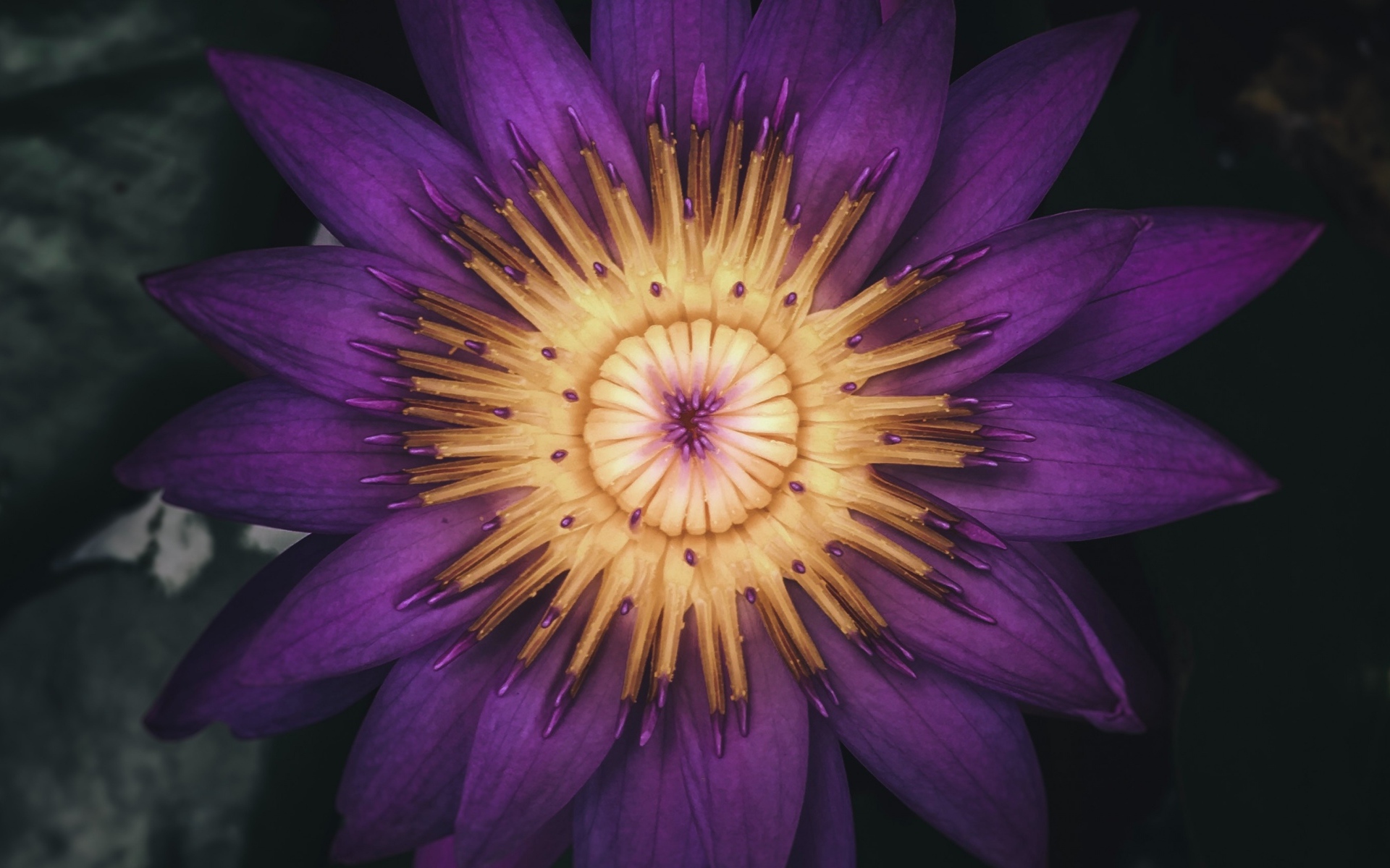 Распустившийся цветок фиолетового лотоса