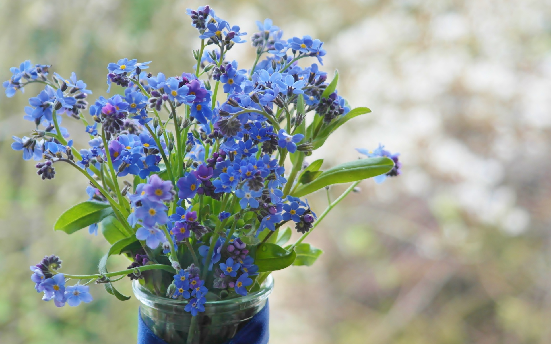 Голубые цветы незабудки в вазе с лентой