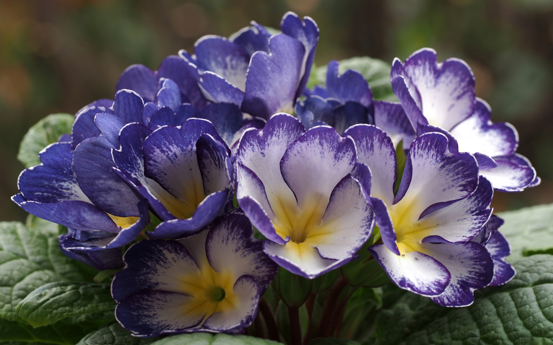 Синие с белым цветы комнатной примулы 