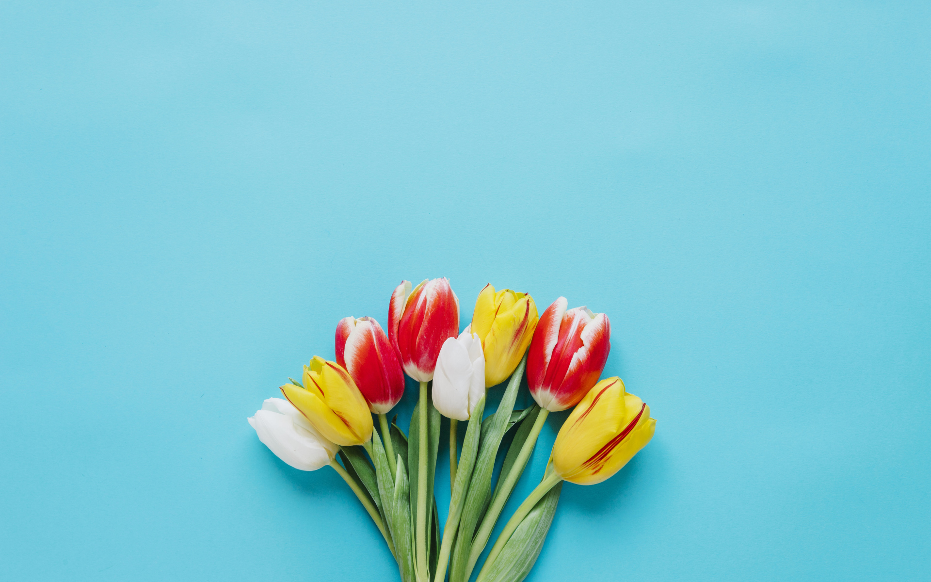 Букет разноцветных тюльпанов на голубом фоне
