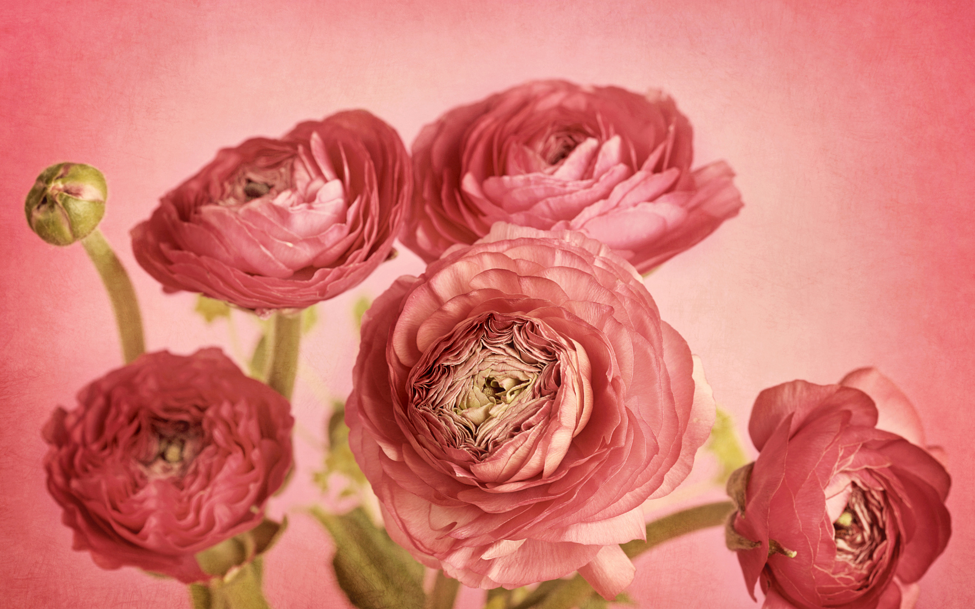 Букет розовых лютиков на розовом фоне