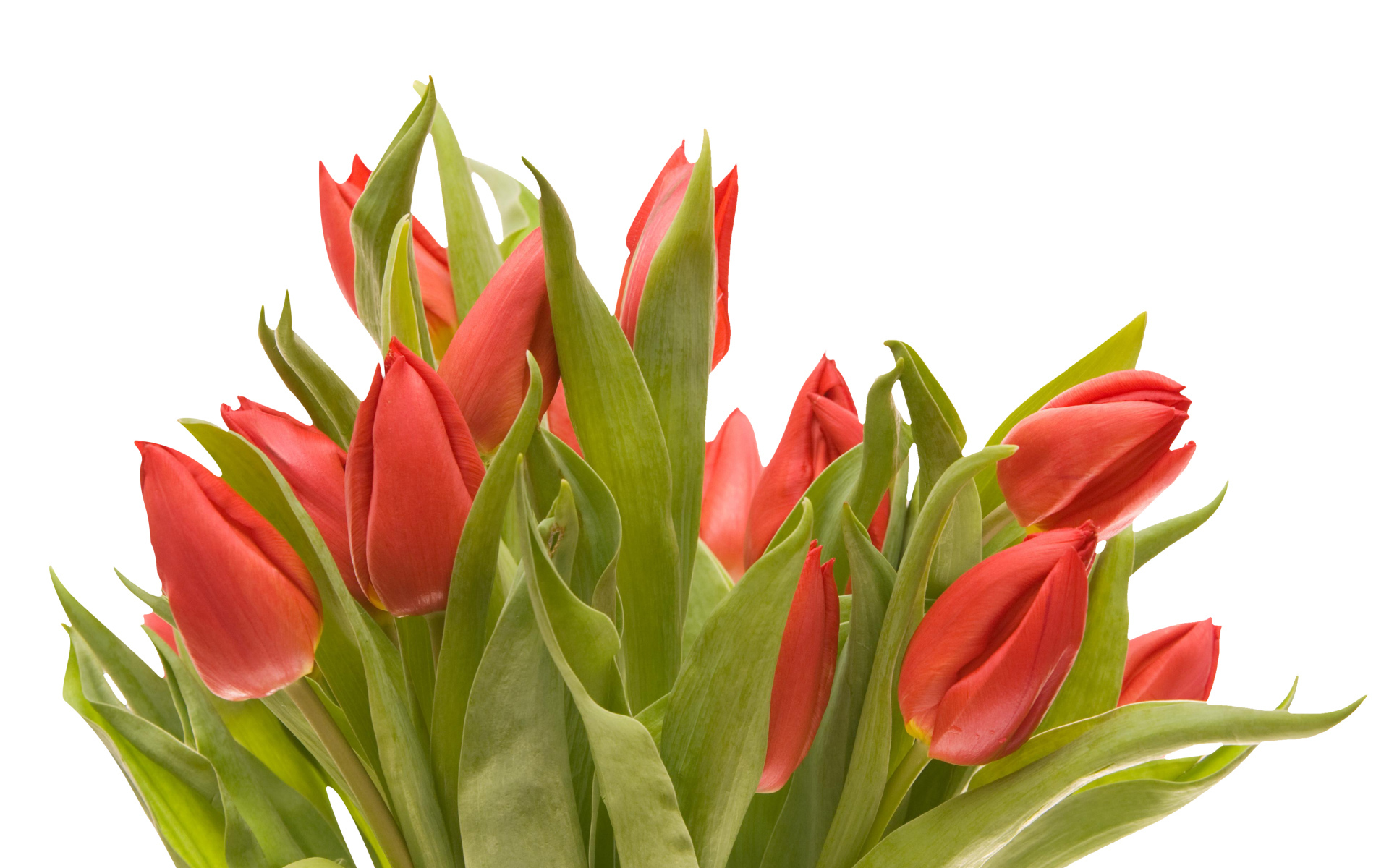 Букет красных тюльпанов на белом фоне