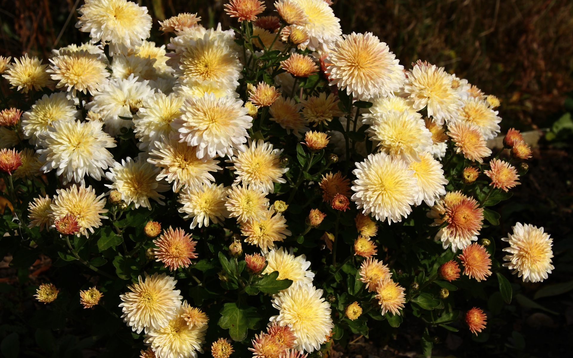 Bouquet of yellow autumn chrysanthemum flowers with buds