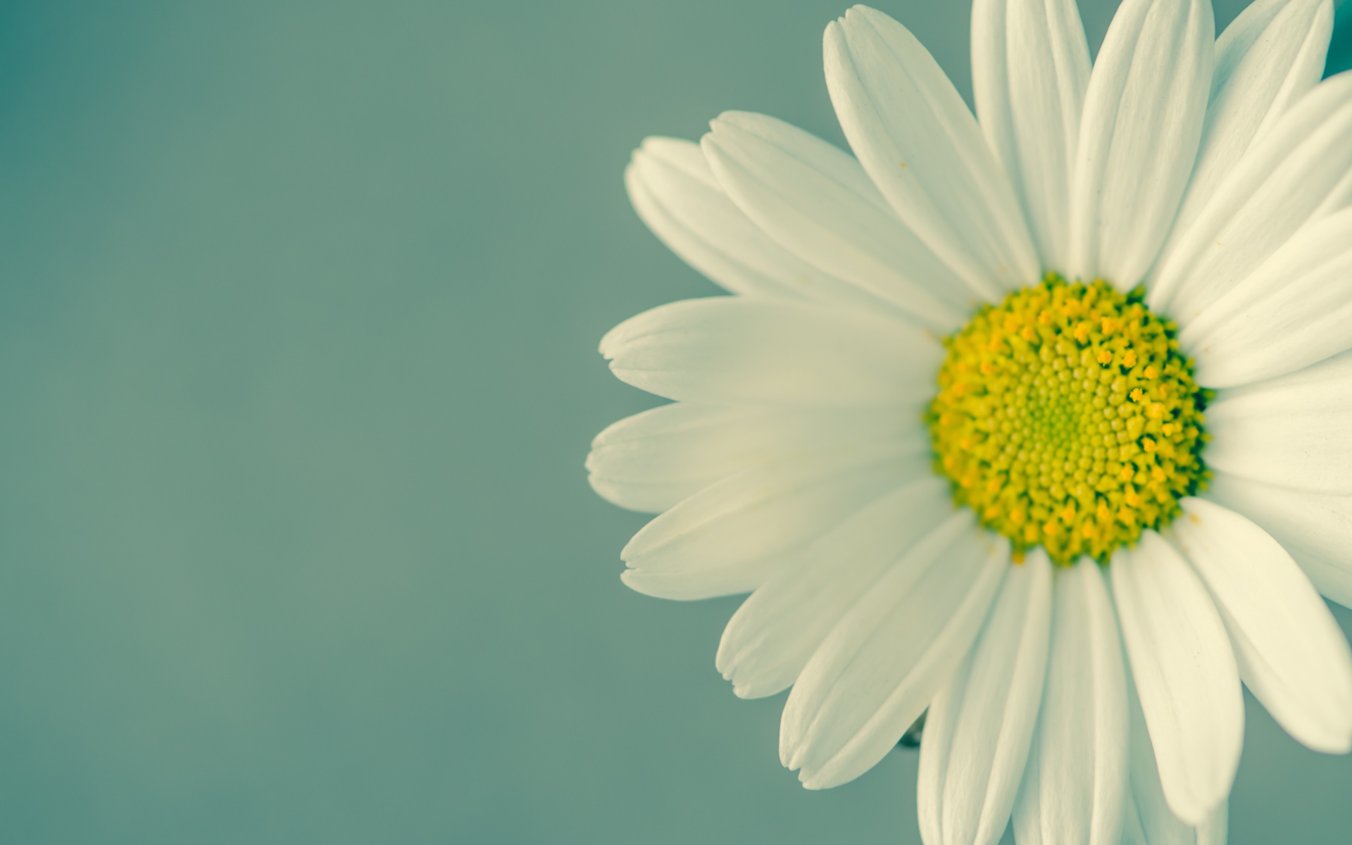 Ромашка крупным планом на сером фоне