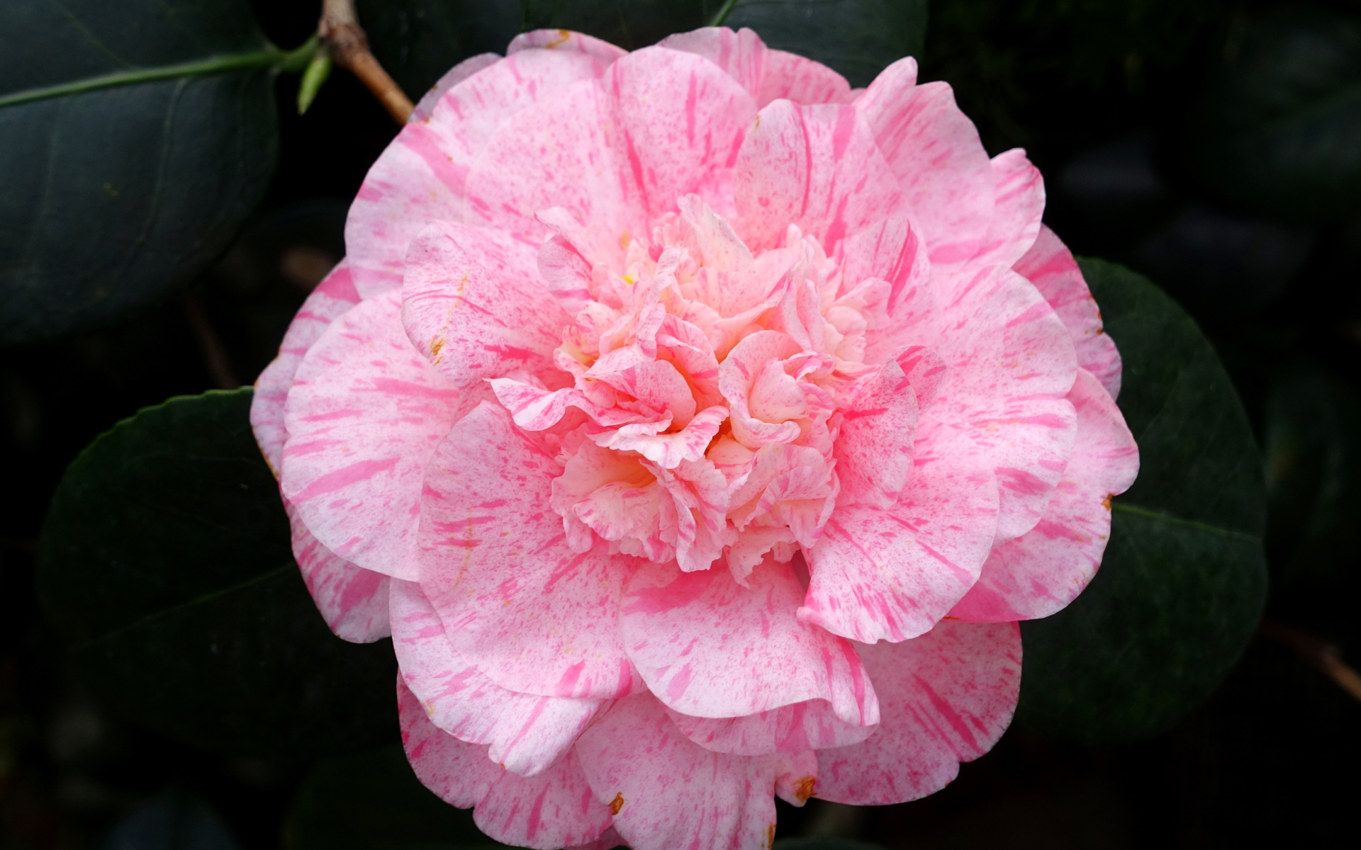 Нежный розовый красивый цветок камелии