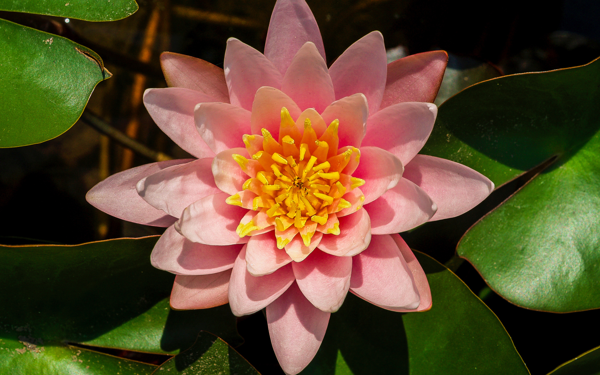 Нежный розовый цветок лотоса с зелеными листьями