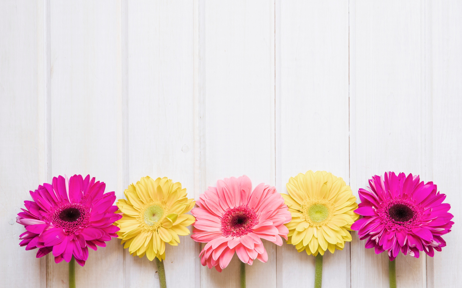 Пять разноцветных гербер на столе