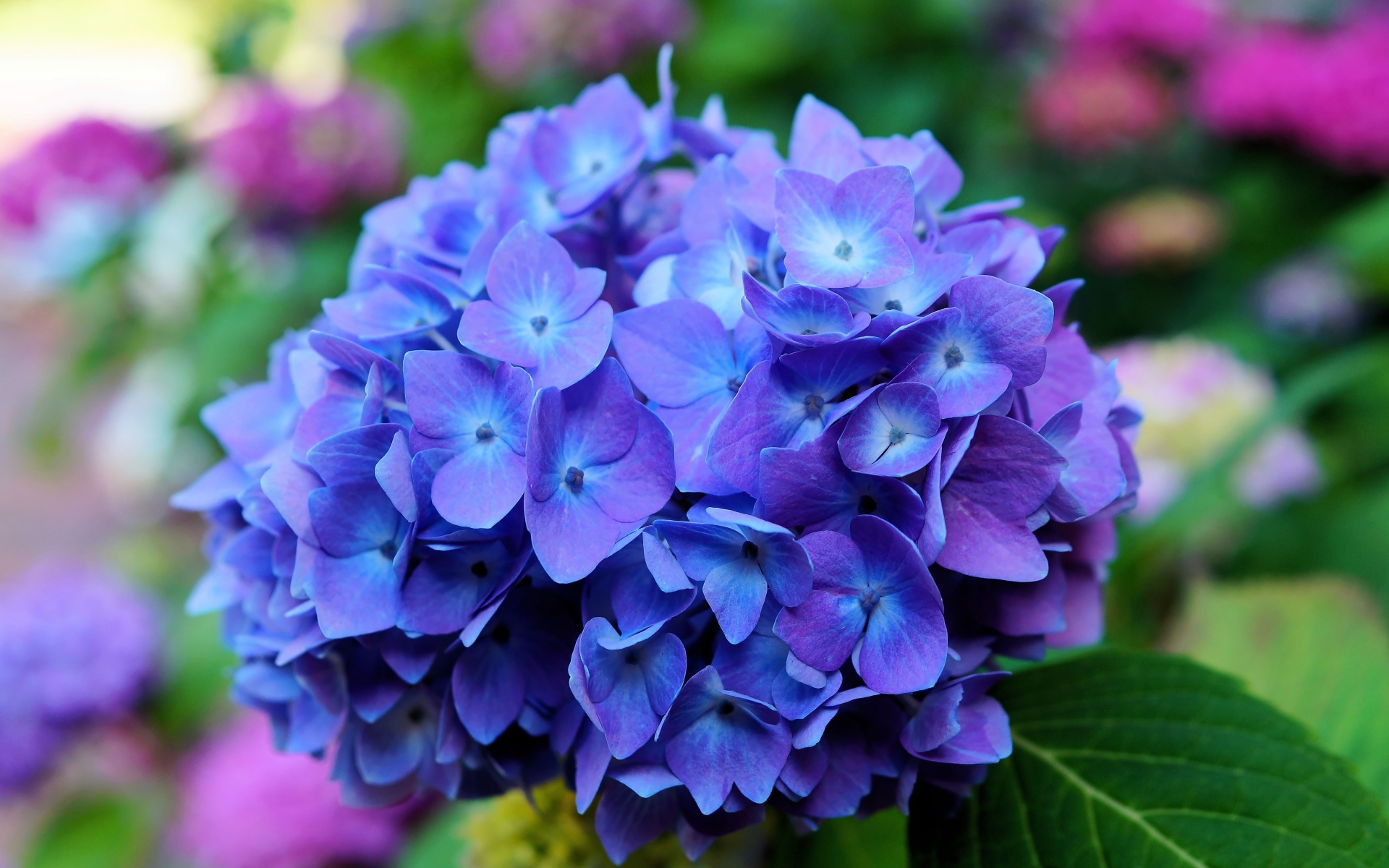 Цветок гортензии крупным планом