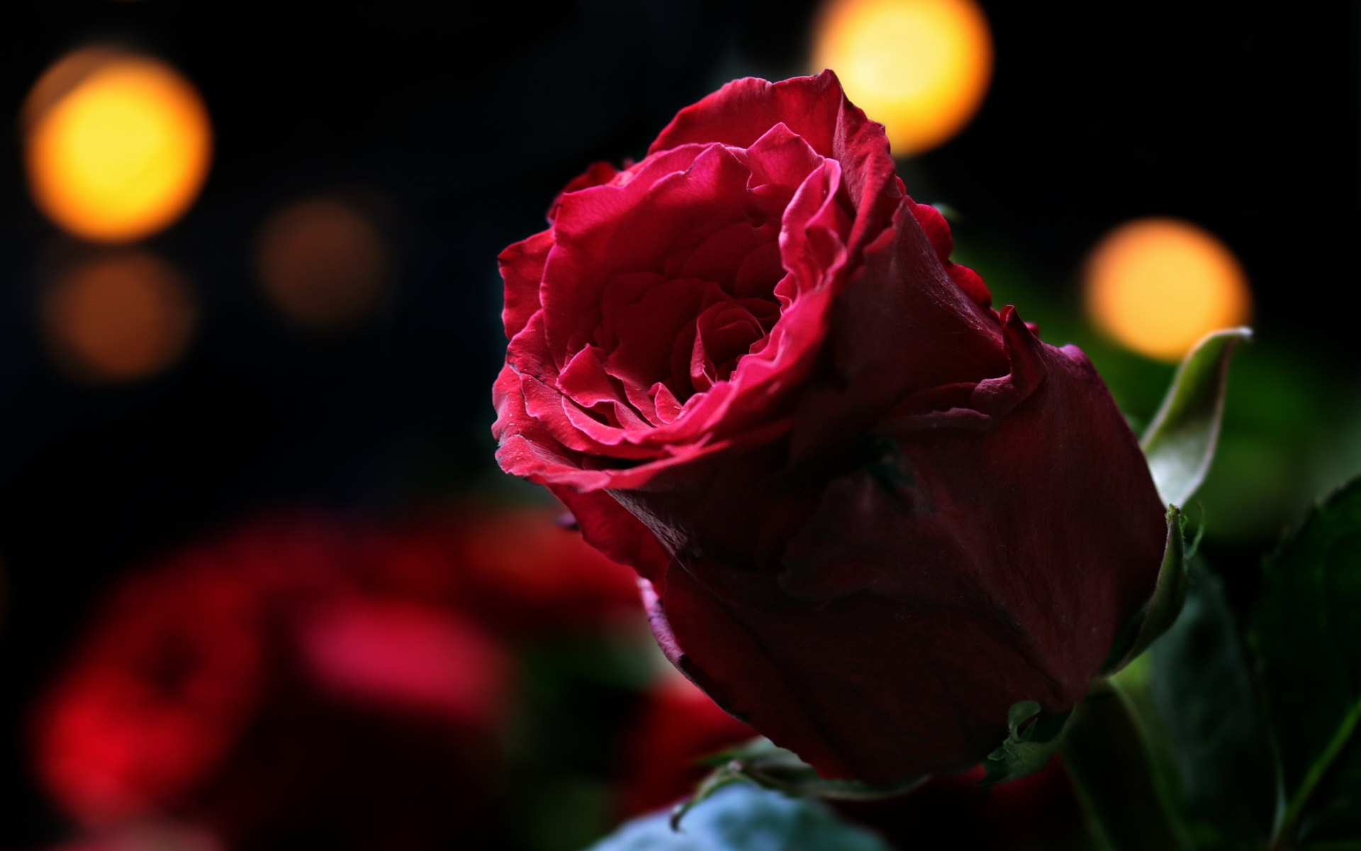 Цветок красивой красной розы крупным планом