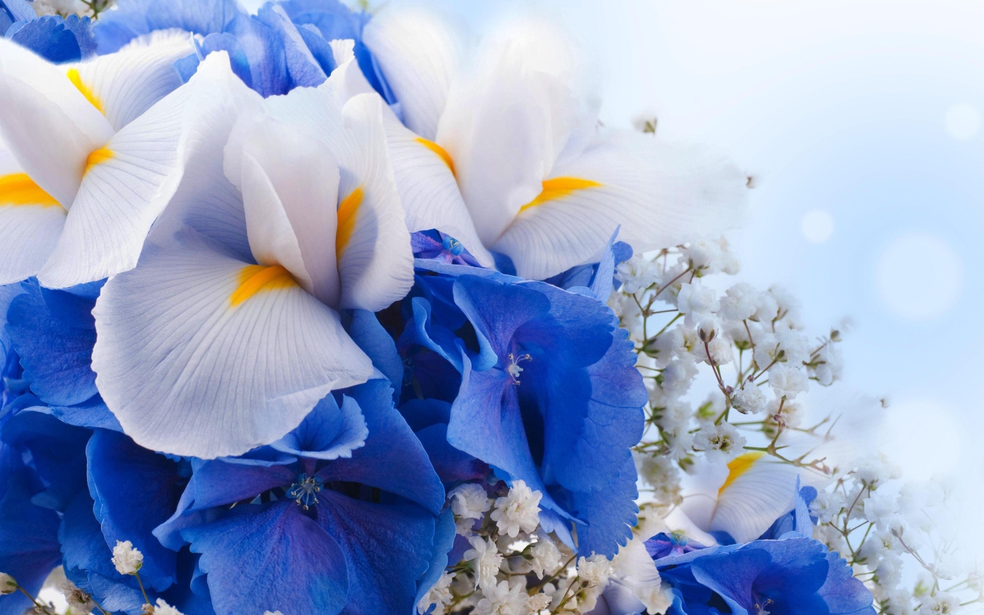 Цветы ириса, гортензии и гипсофилы крупным планом