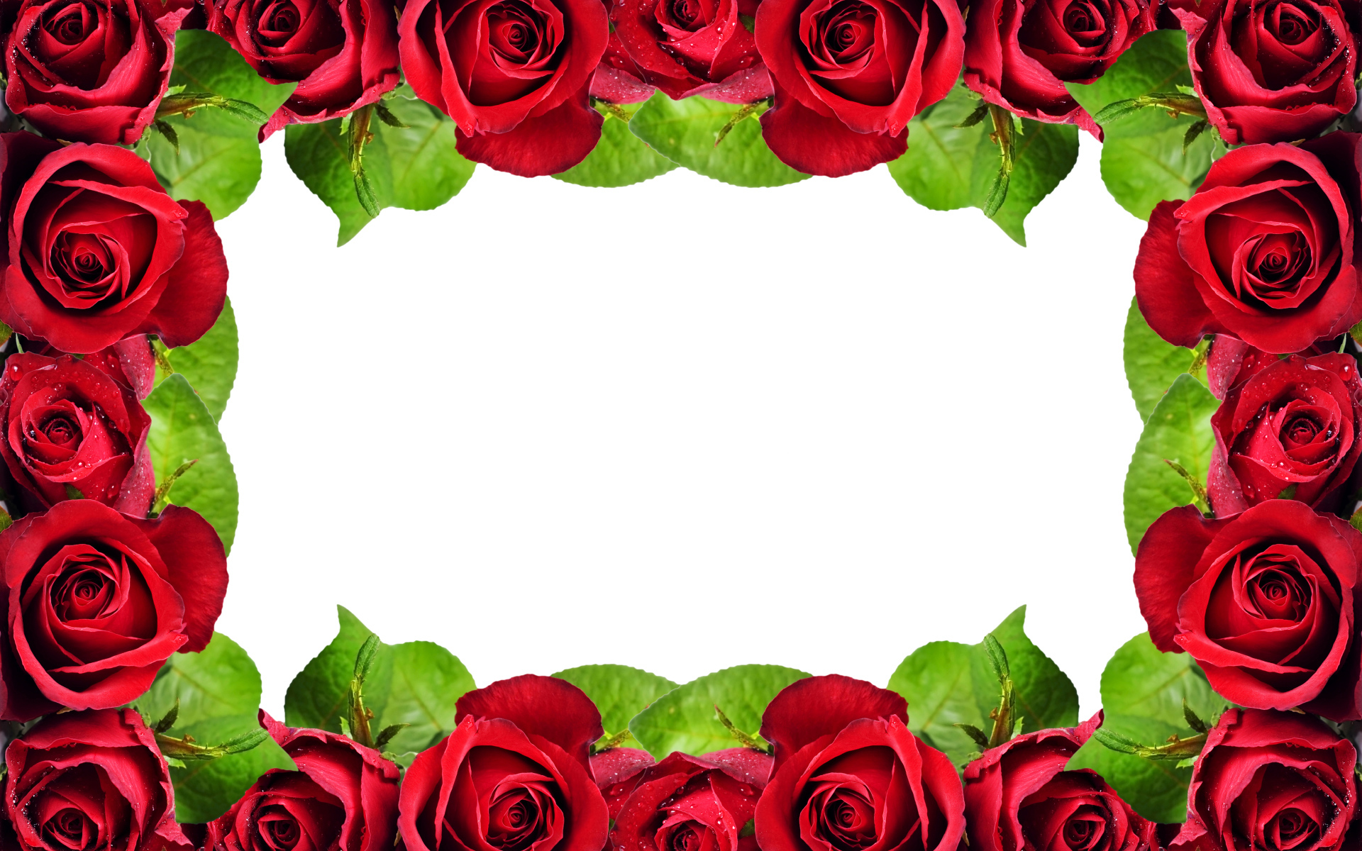Рамка из красных роз на белом фоне
