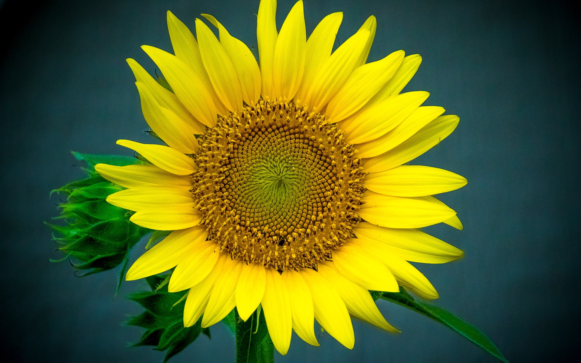 Большой цветок подсолнуха крупным планом