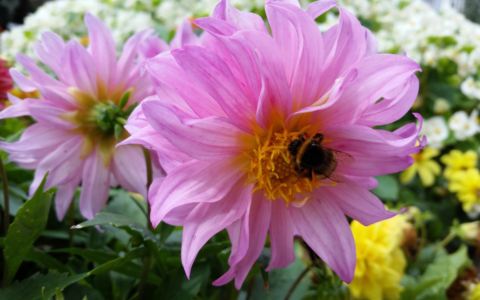 Крупные сиреневые георгины на клумбе