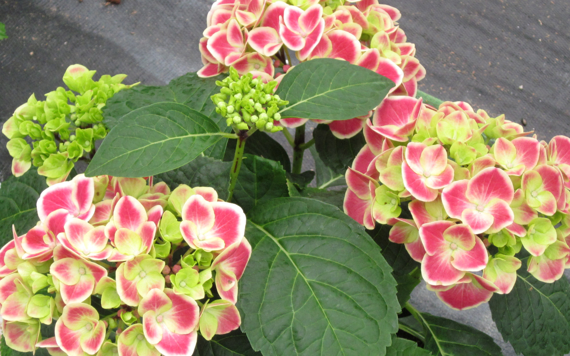 Большие розовые цветы гортензия