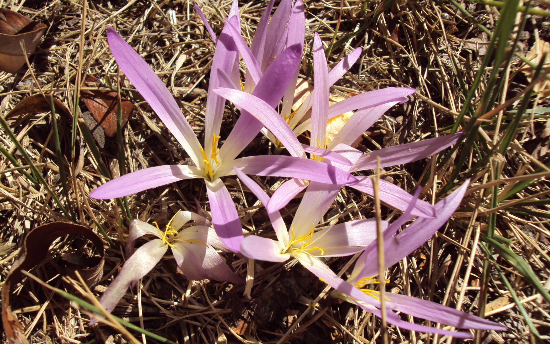 Сиреневые цветы крокуса распустились весной