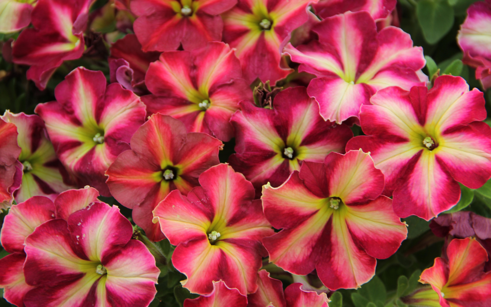 Много красивых розовых цветов петунии 