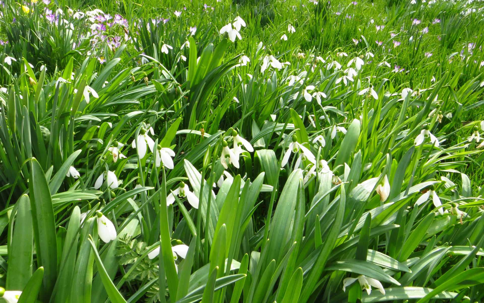 Много белых подснежников с зелеными листьями