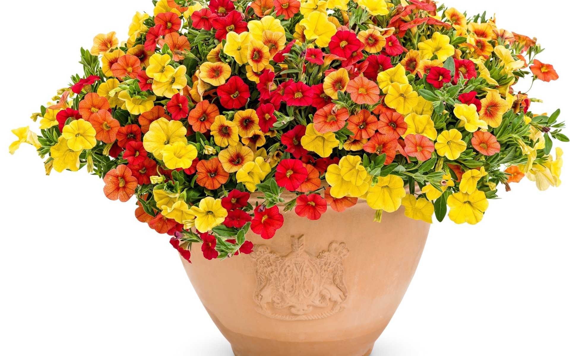 Разноцветные цветы петунии в горшке на белом фоне