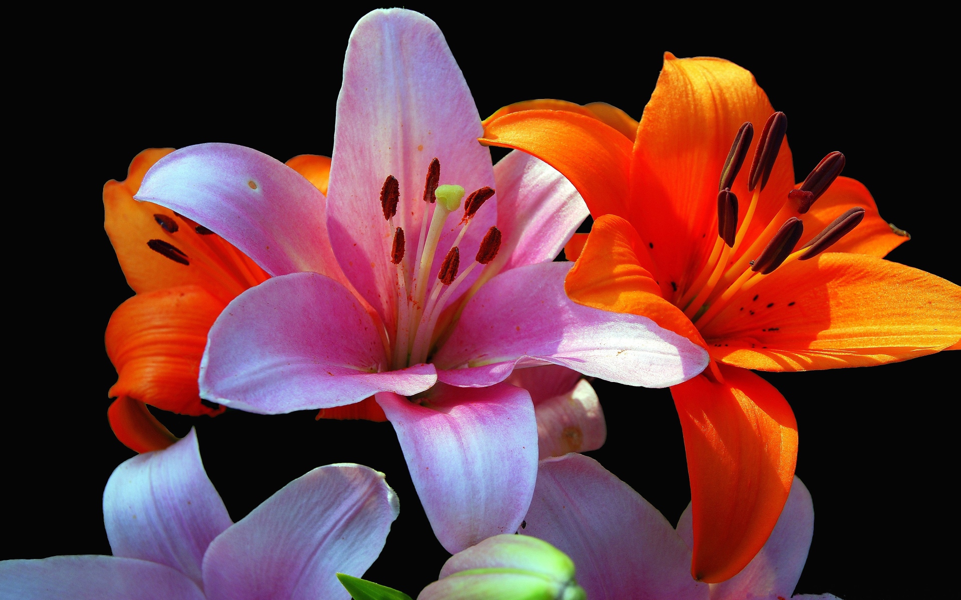 Оранжевые и розовые лилии крупным планом на черном фоне