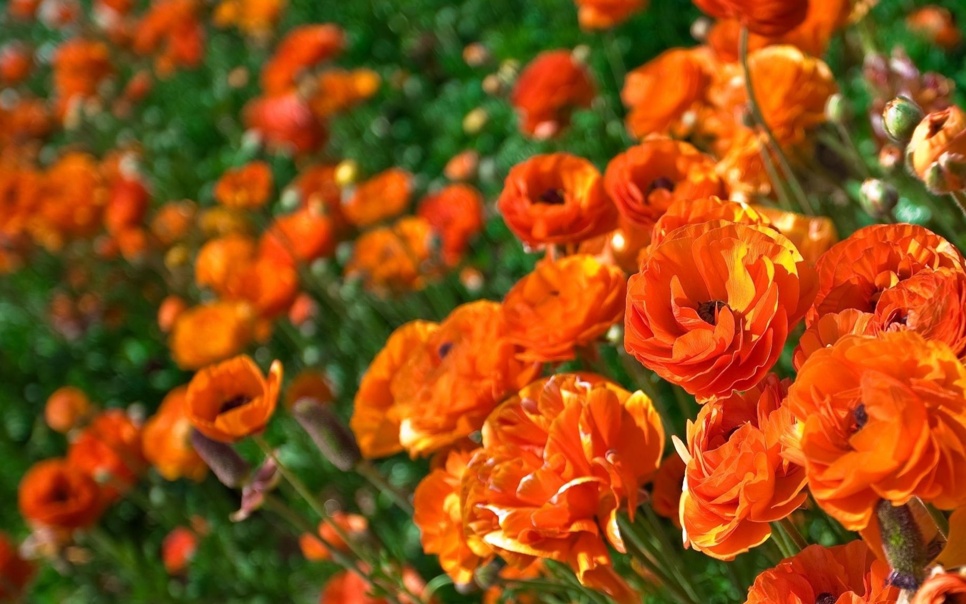 Оранжевые лютики крупным планом