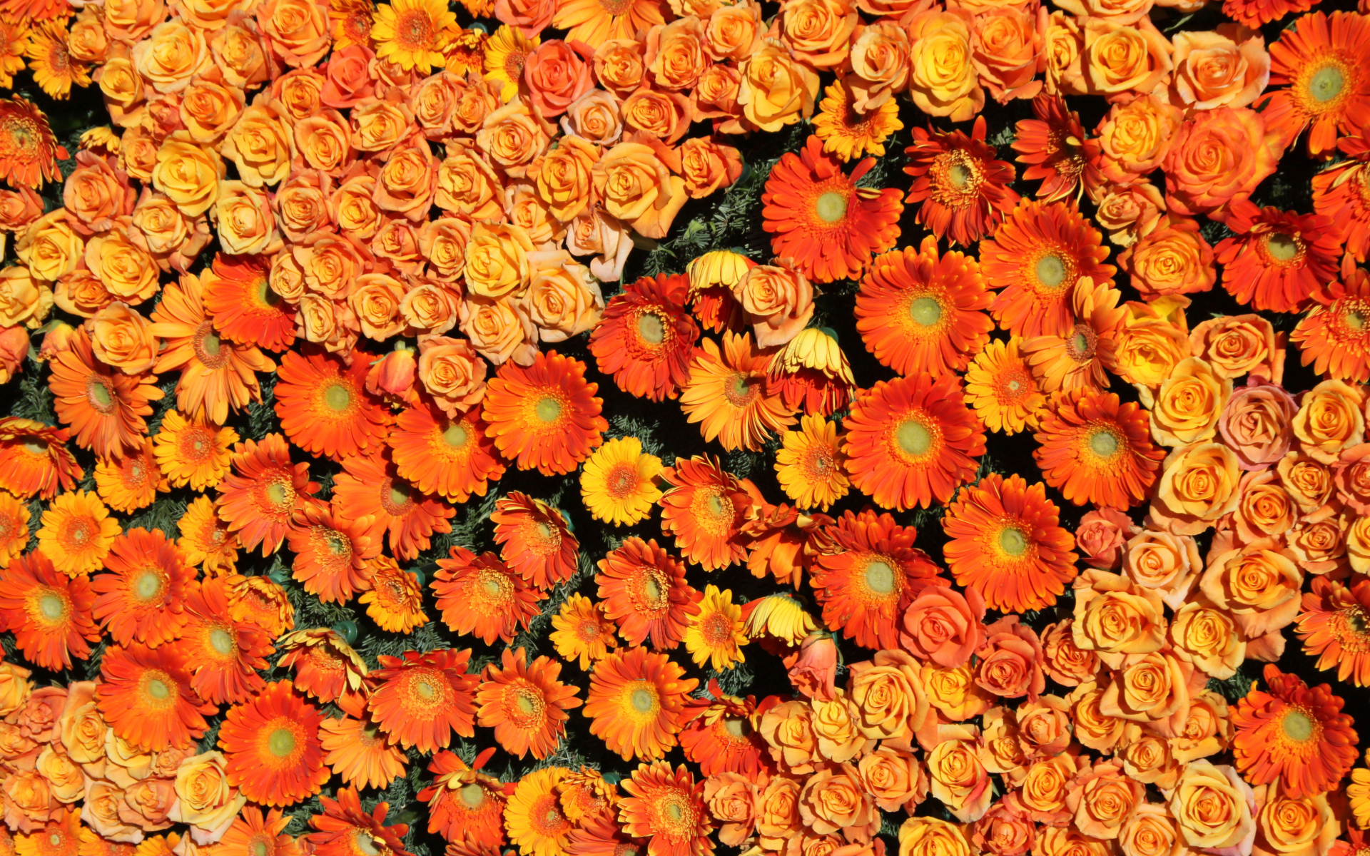 Оранжевые розы и герберы вид сверху