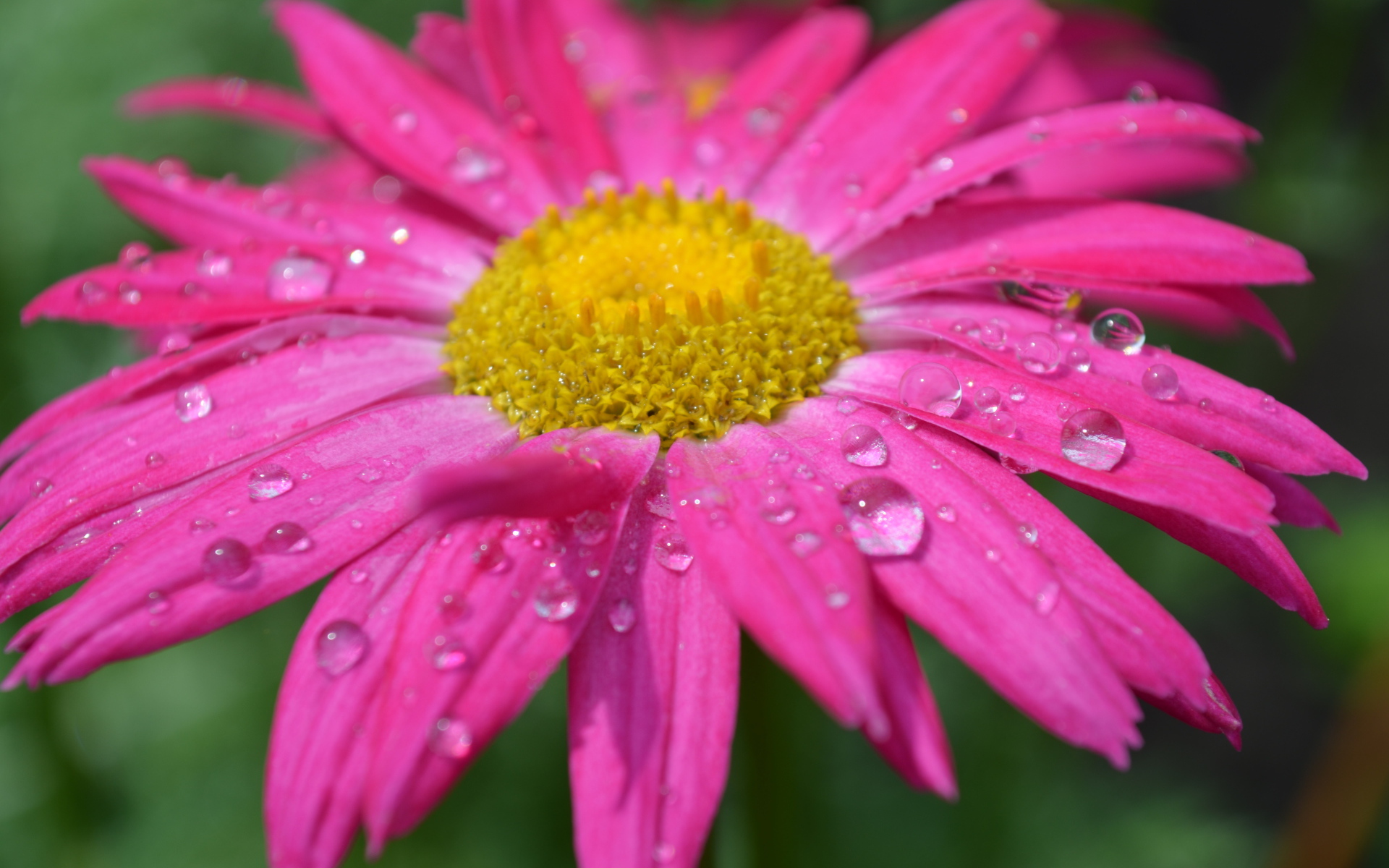 Розовый цветок эхинацеи в каплях дождя