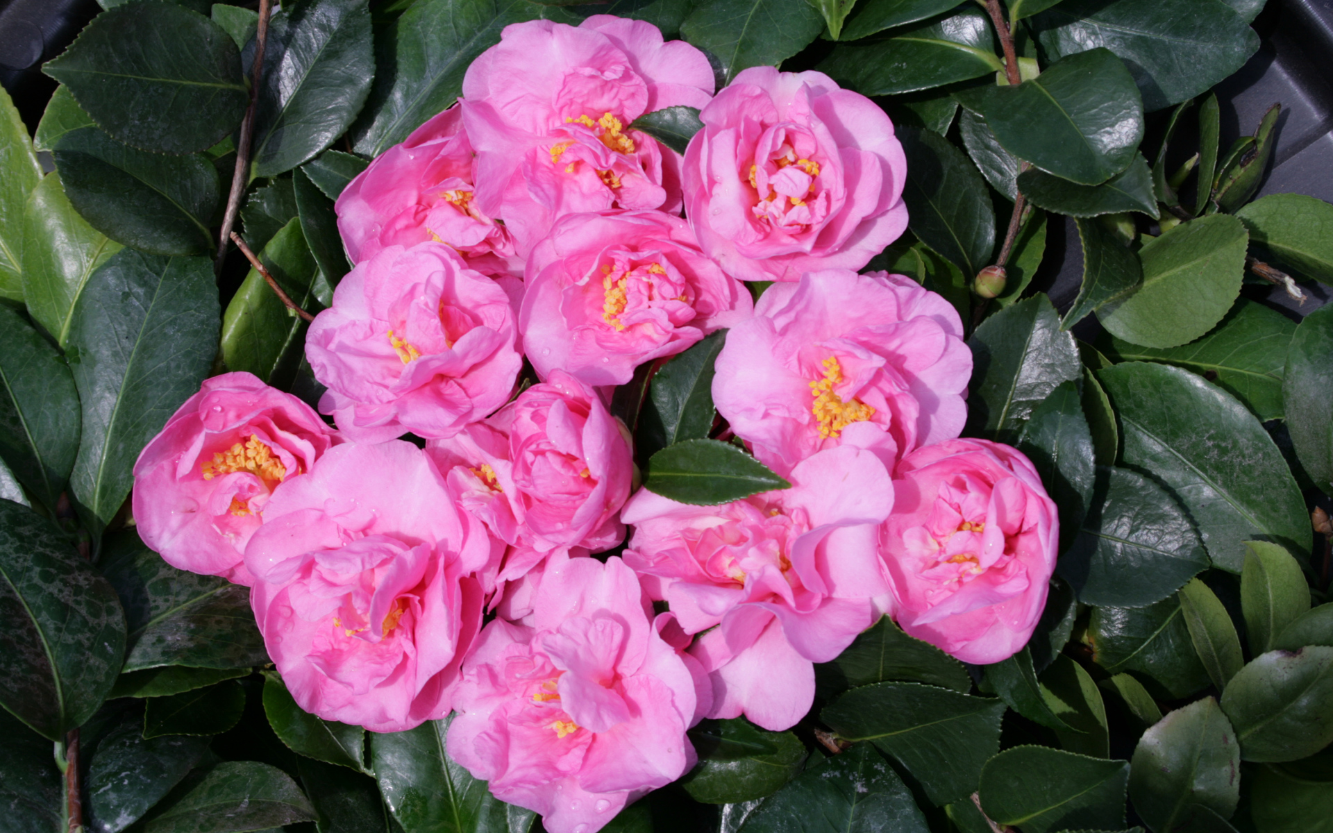 Розовые цветы камелии в зеленых листьях