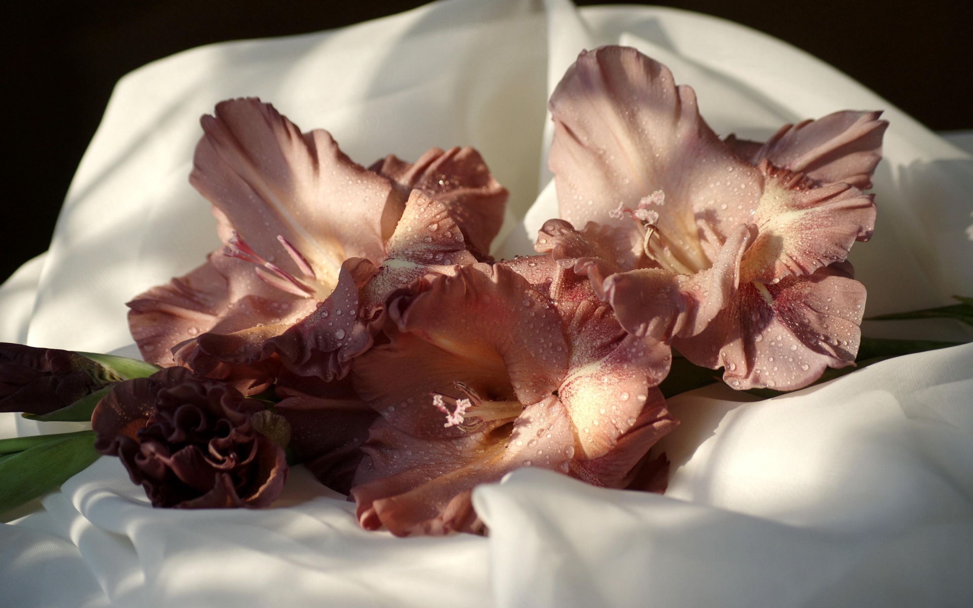 Розовый цветок гладиолуса лежит на белом покрывале 