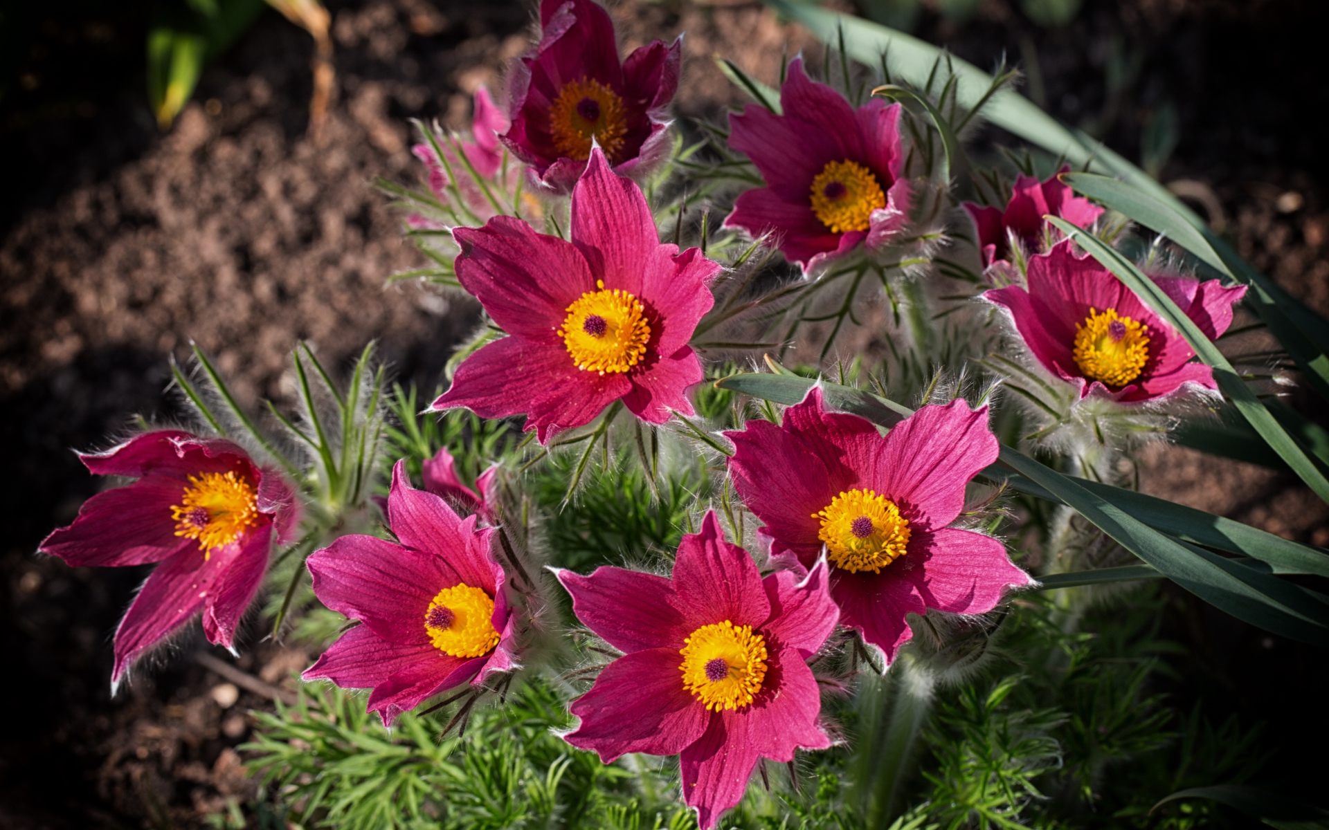 Розовые цветы прострел, вид сверху