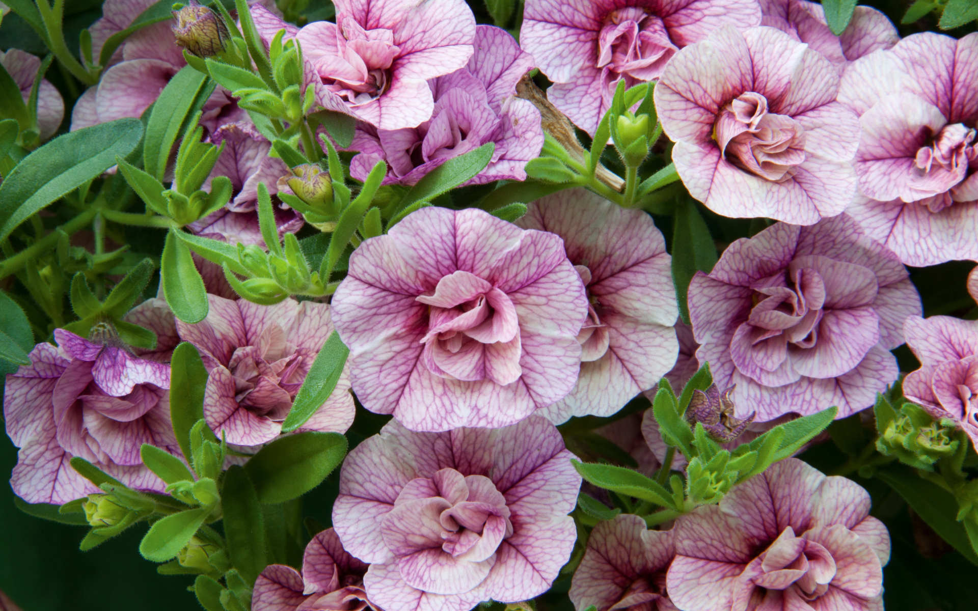 Розовые цветы Калибрахоа крупным планом