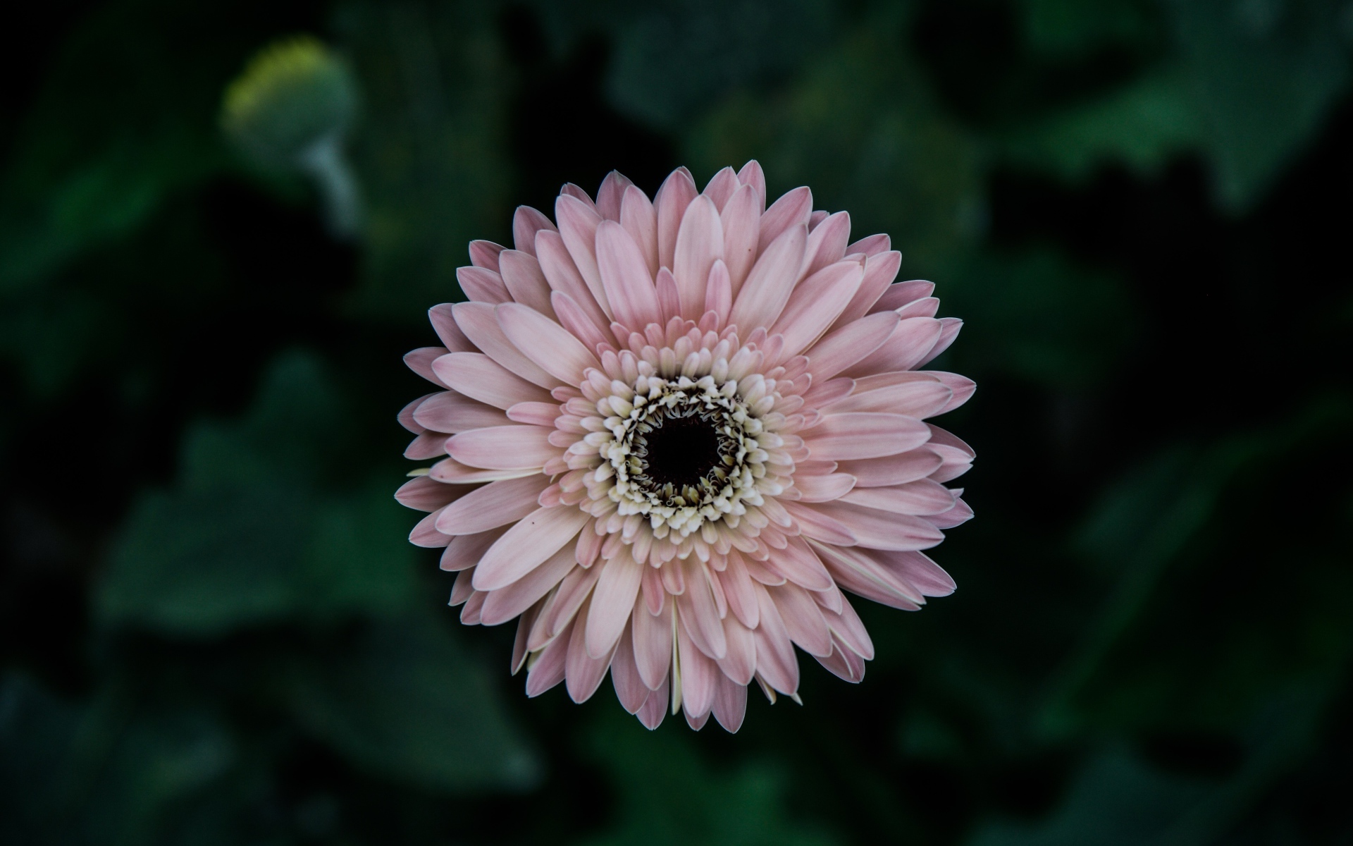 Розовая гербера вид сверху