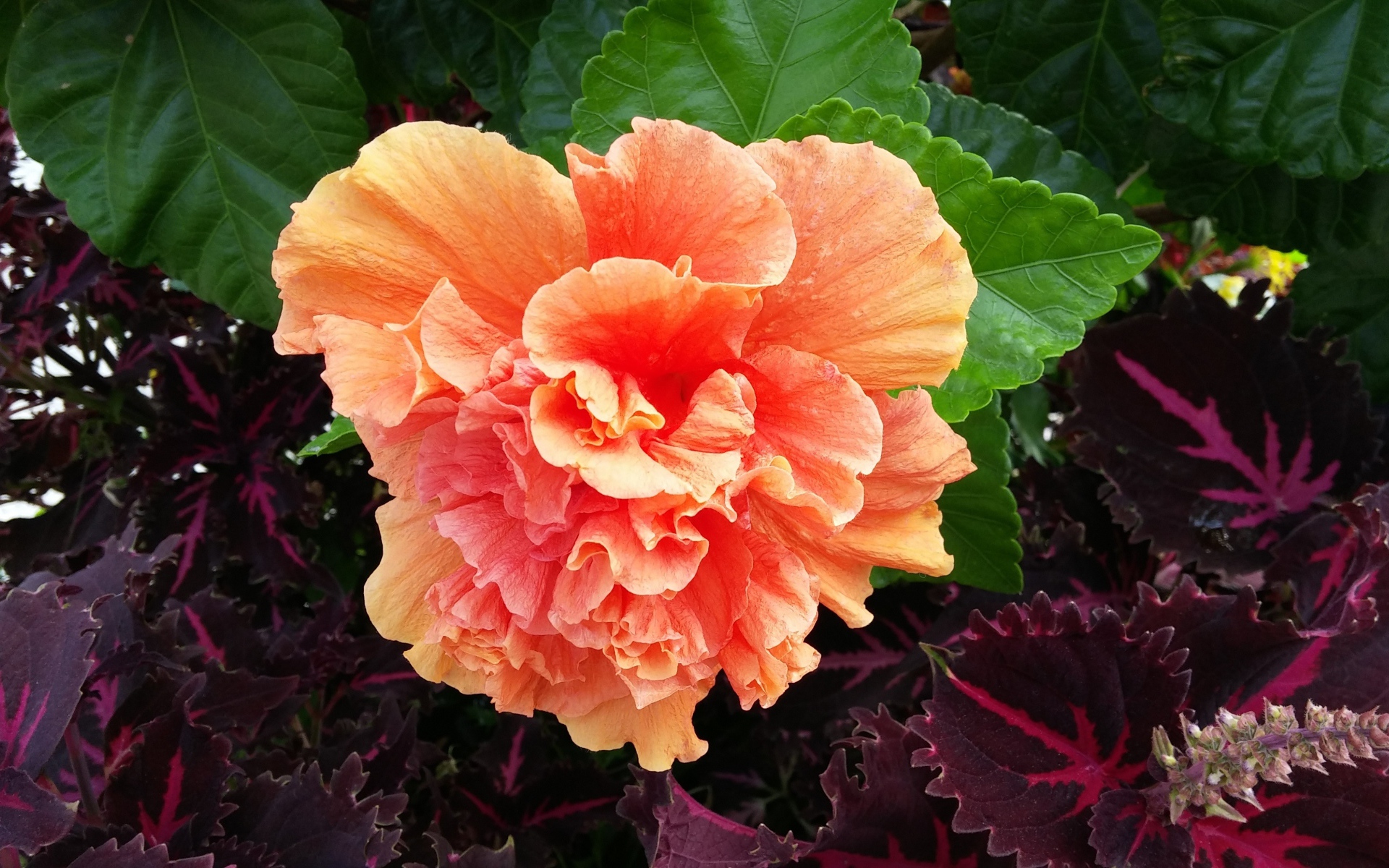 Розовый цветок гибискуса с зелеными листьями