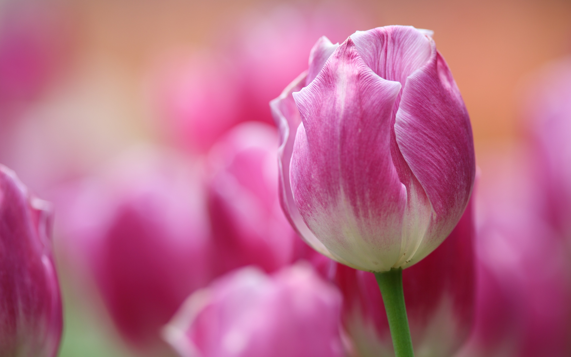 Розовый тюльпан крупным планом