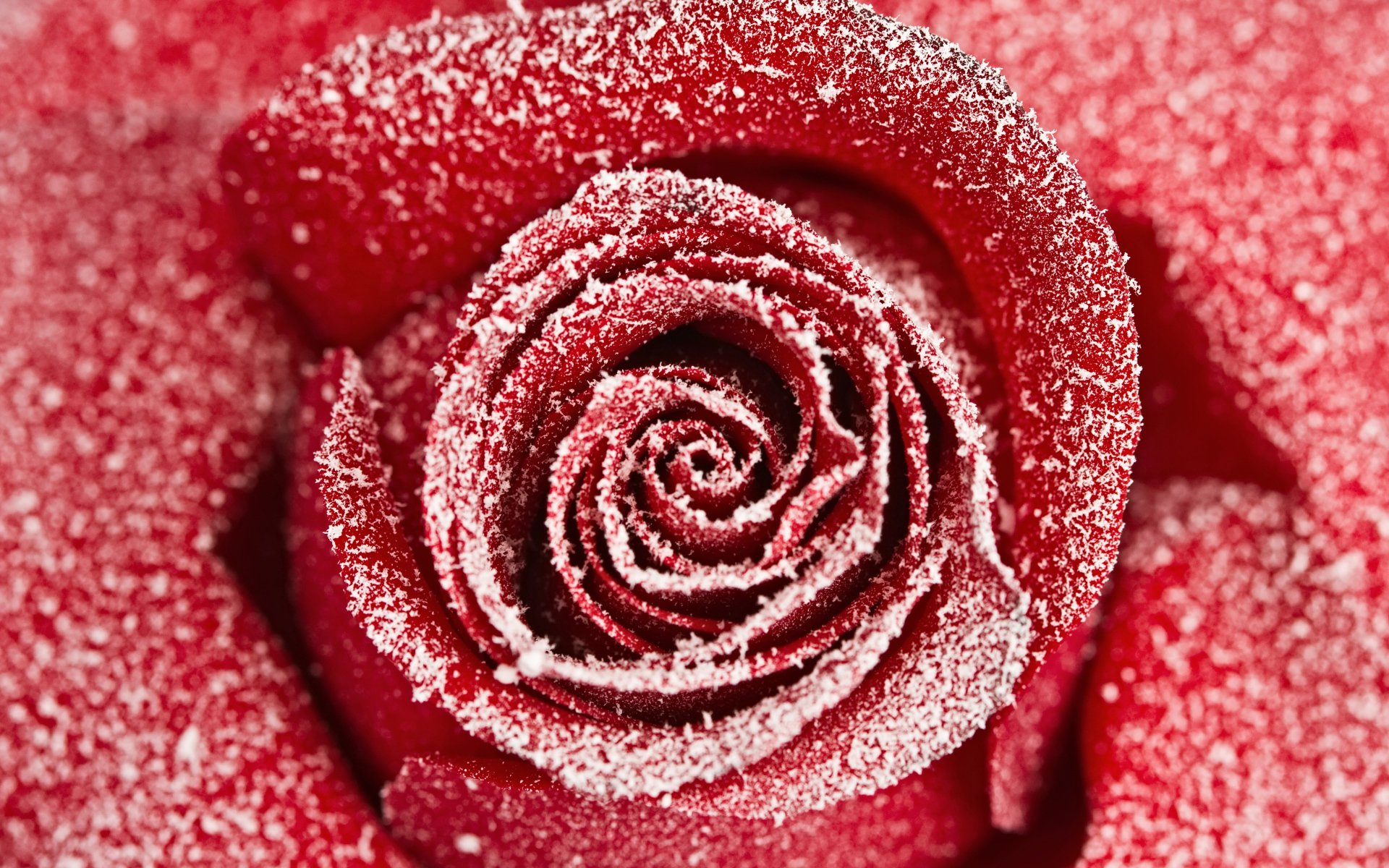 Красная роза покрытая инеем крупным планом 