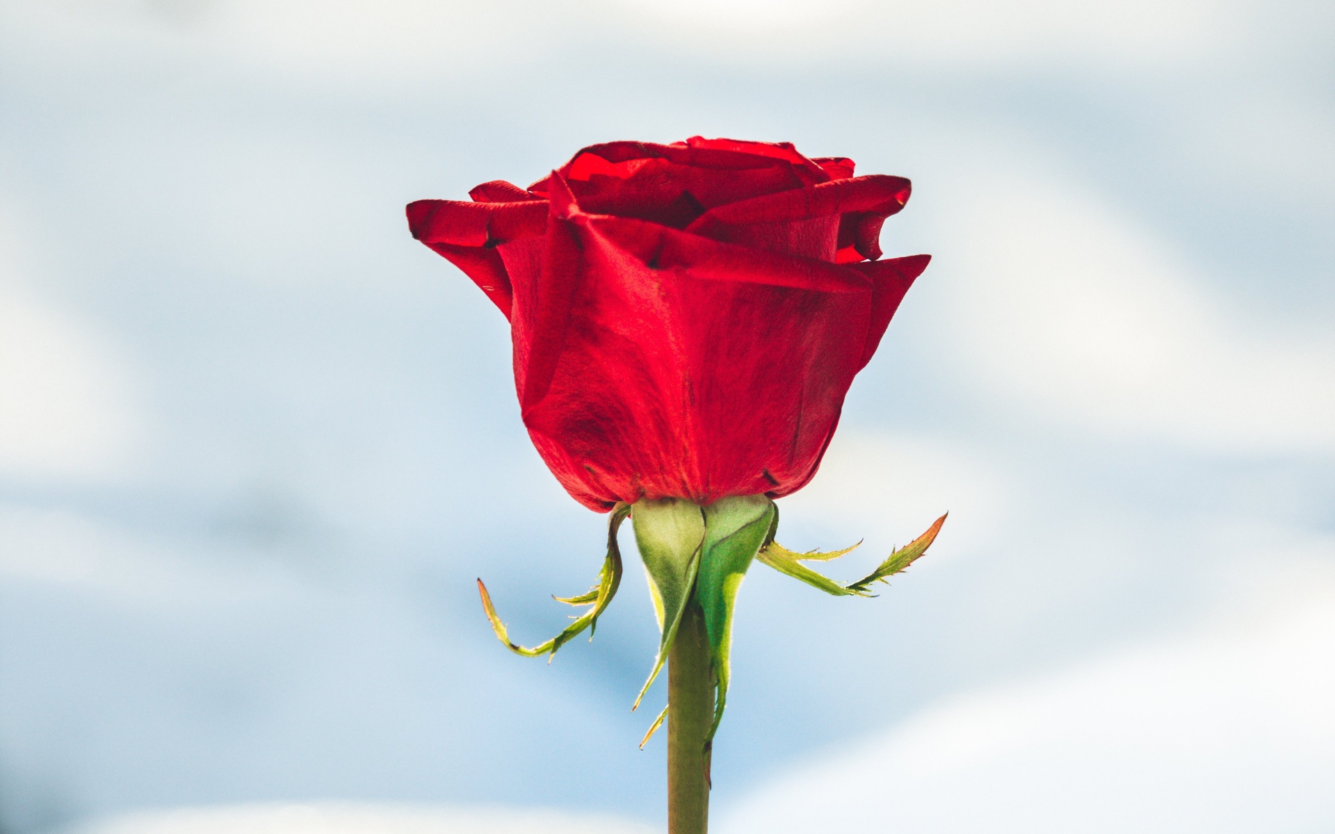 Красная роза вставлена в снег