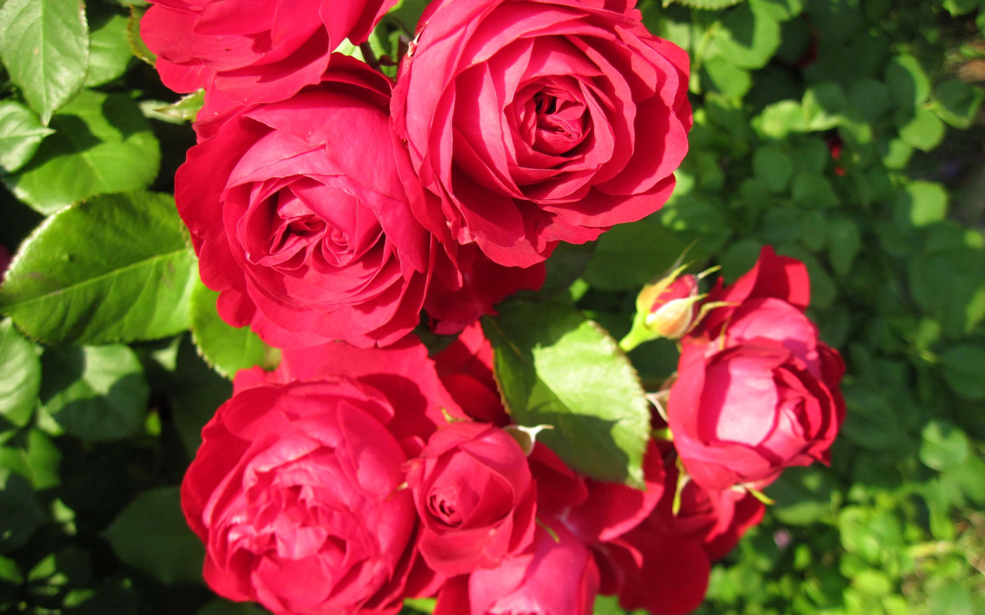 Красные розы крупным планом