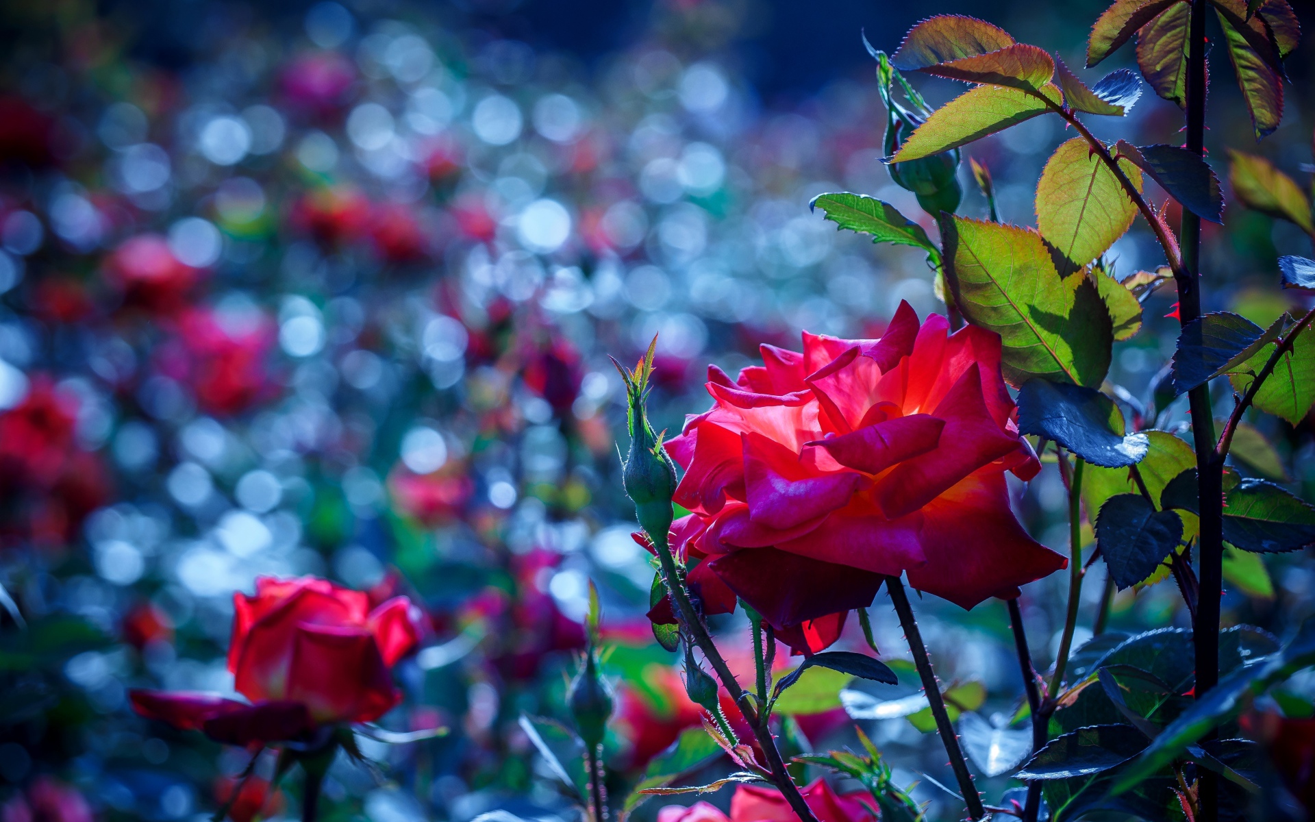 Красные розы с бутонами в саду