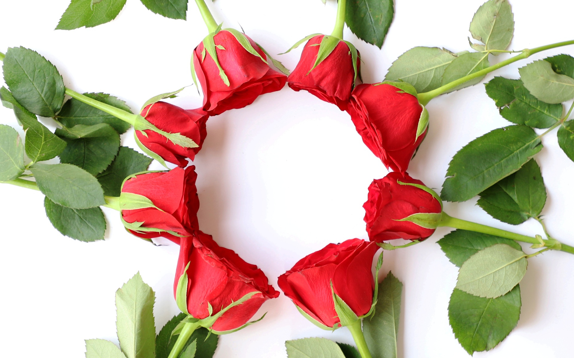 Красные розы с зелеными листьями на белом фоне