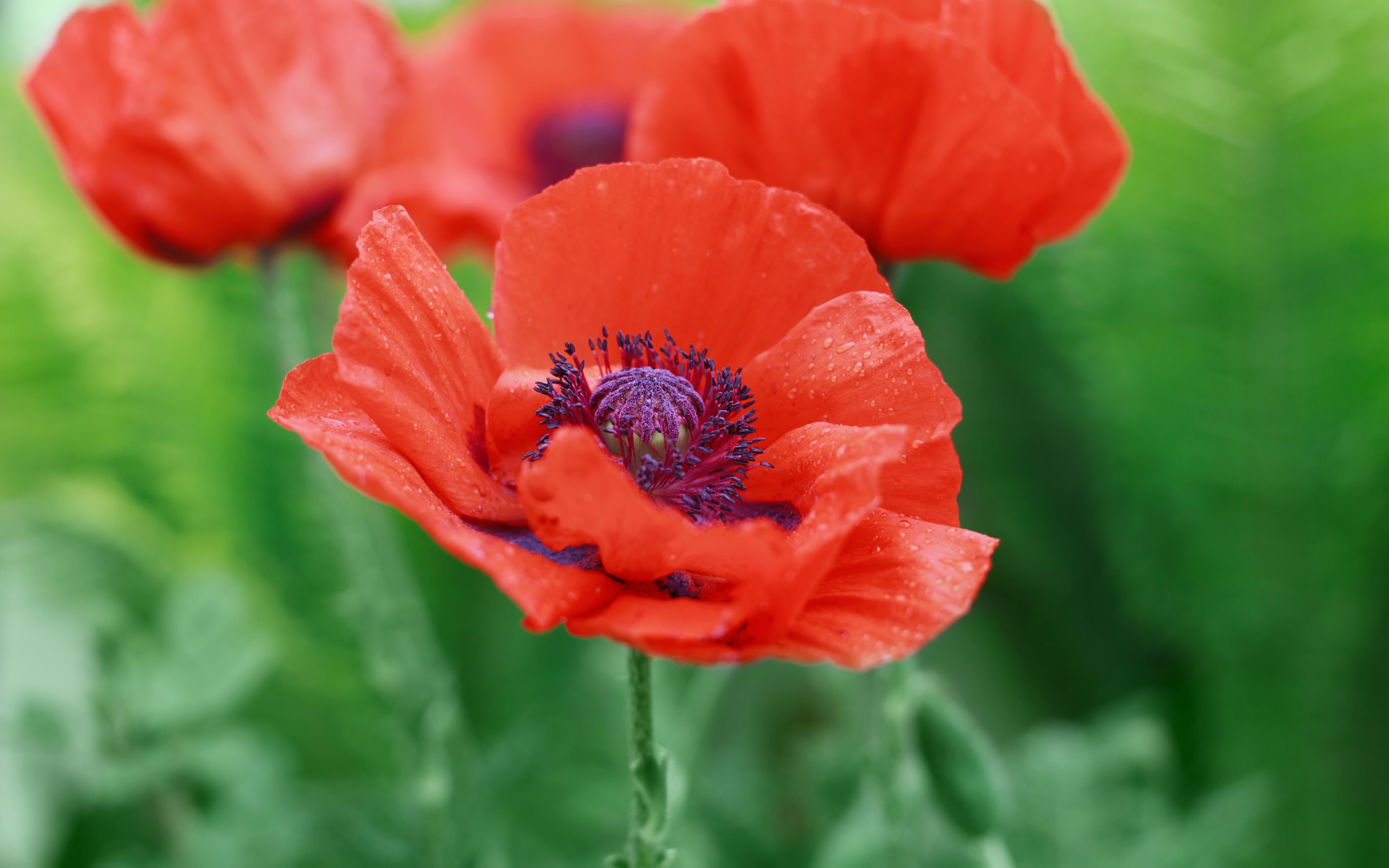 Красные летние красивые маки на зеленом фоне