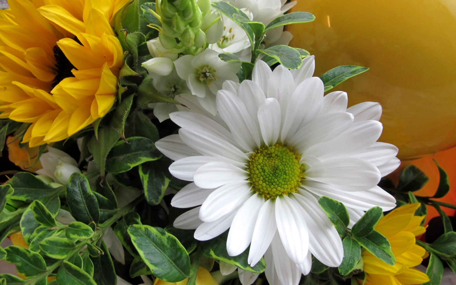 Цветы подсолнуха с белыми цветами хризантемы 