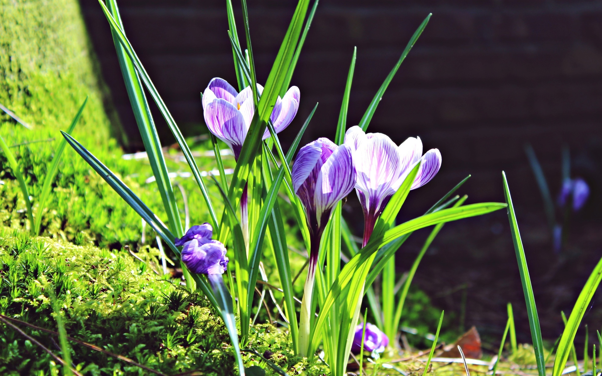Первые весенние цветы крокусы в лучах солнца