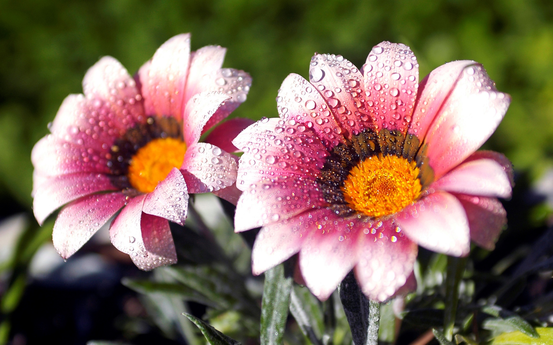 Два розовых цветка газании в каплях росы