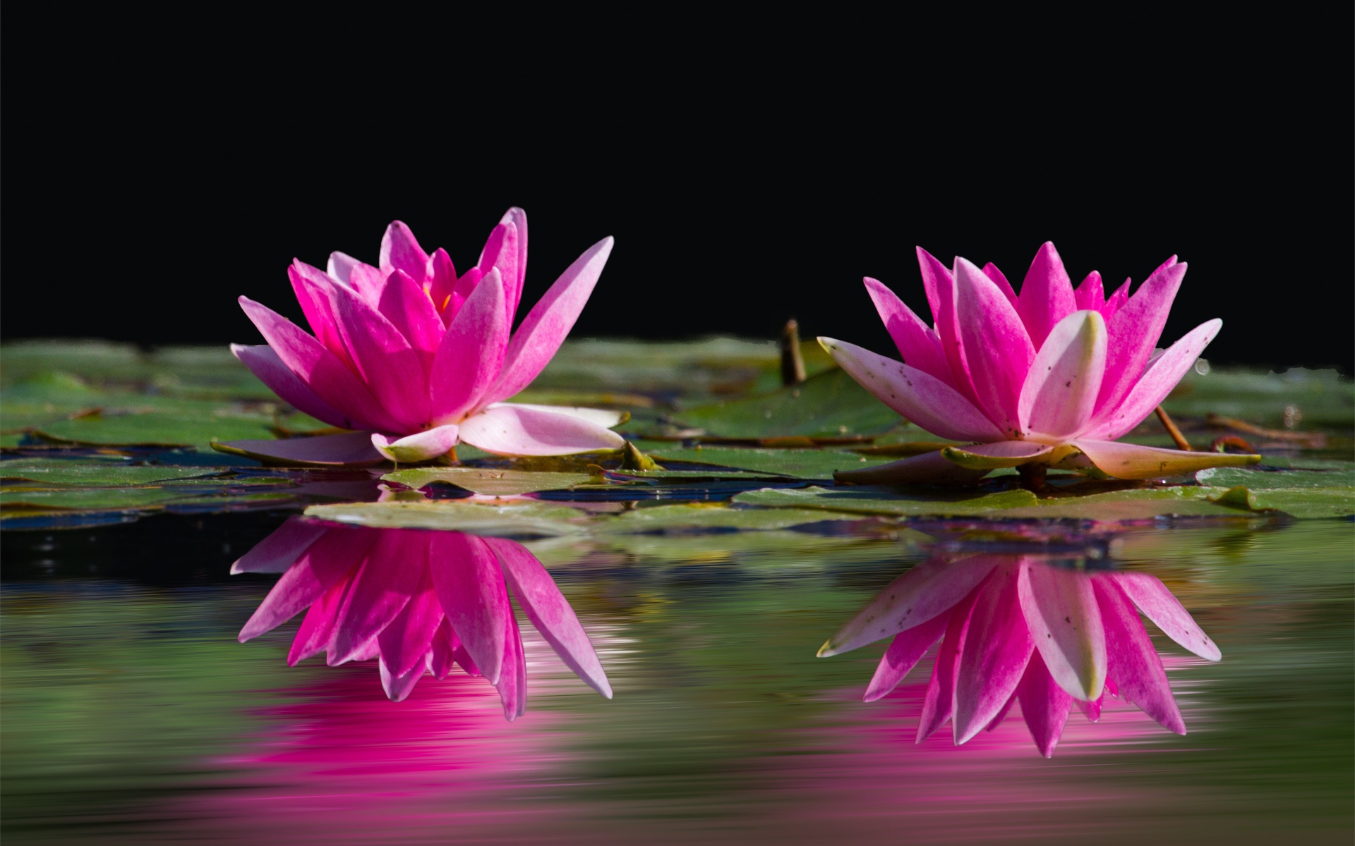 Два розовых цветка лотоса в воде 