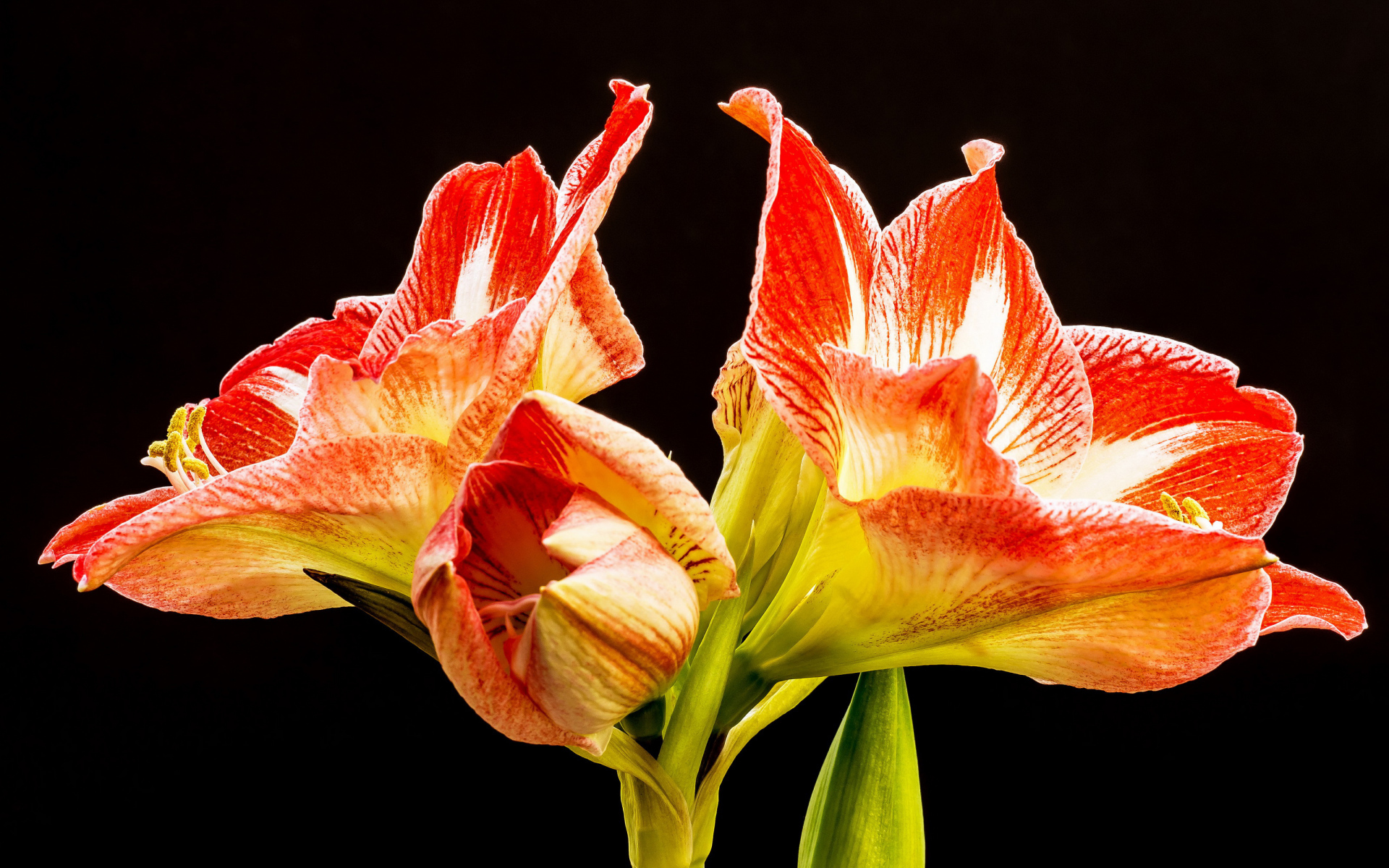 Два красных цветка амариллиса на черном фоне