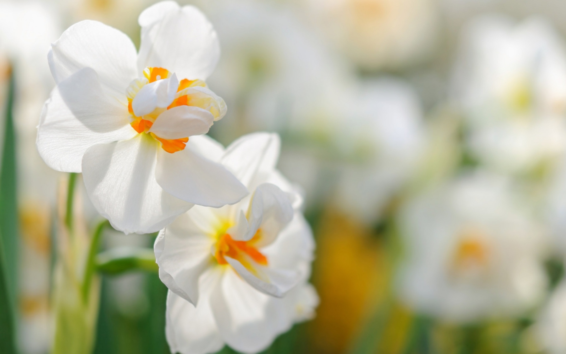 Два белых цветка нарцисса крупным планом