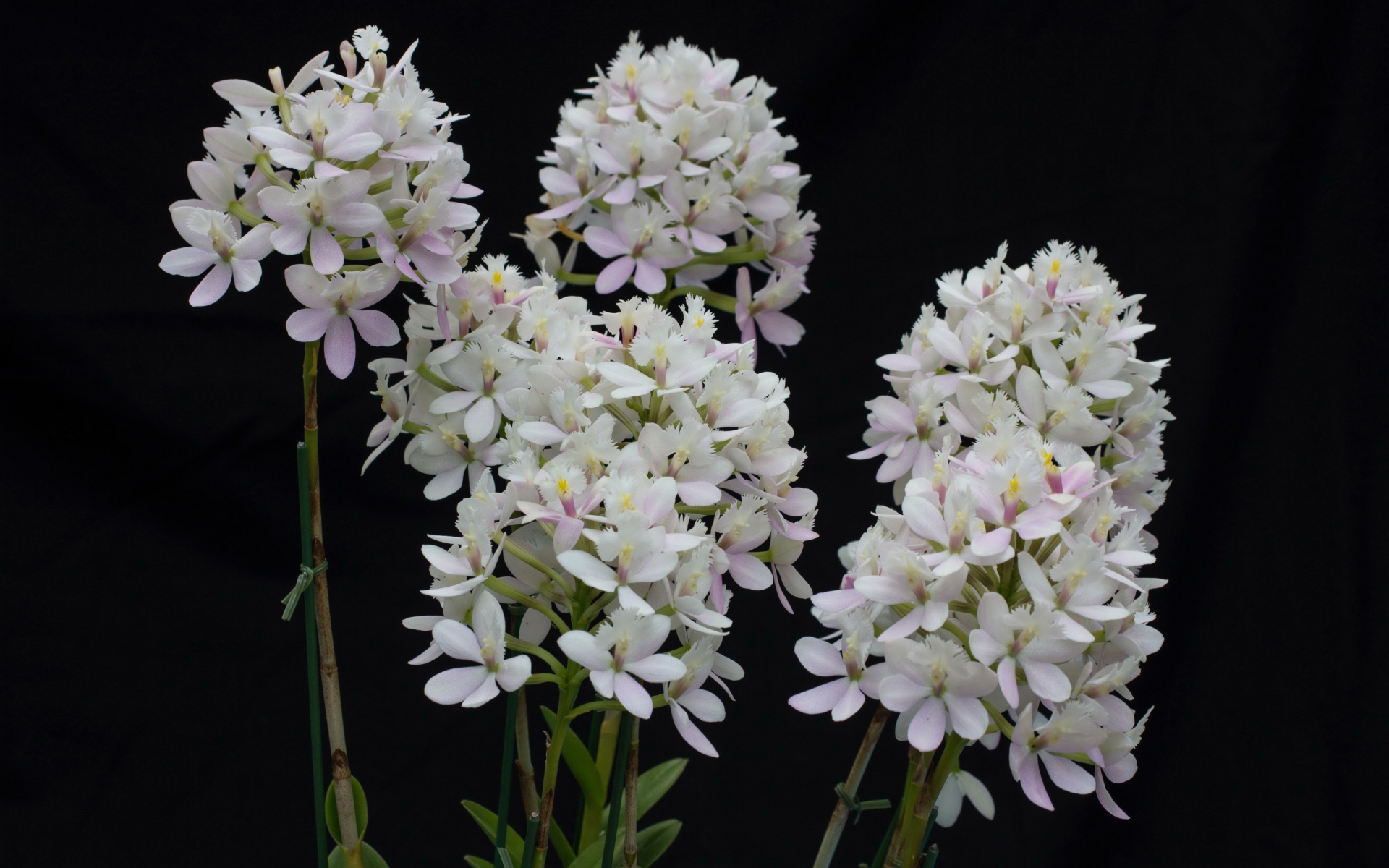 Необычные белые экзотические цветы орхидеи