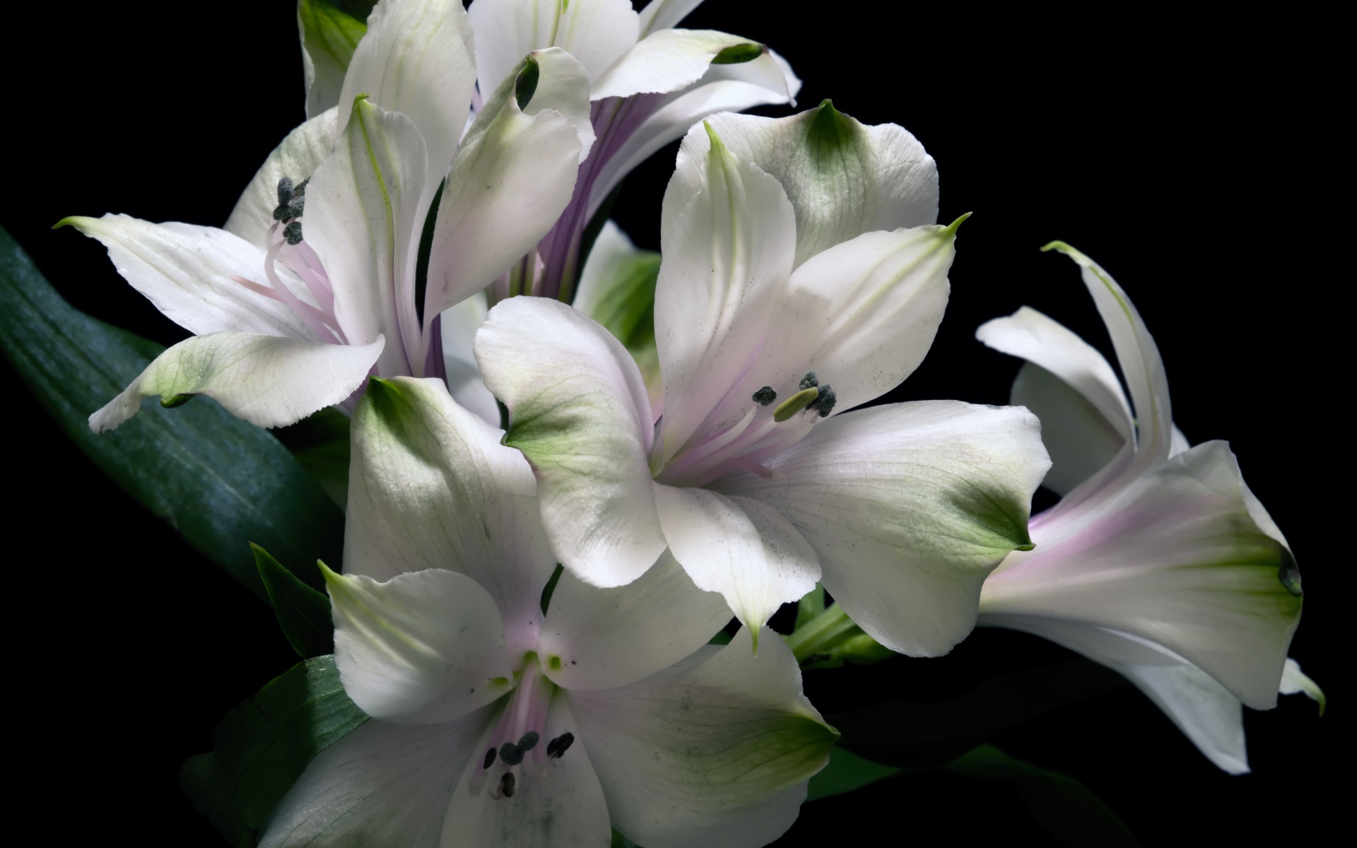 Белые цветы альстрёмерия на черном фоне