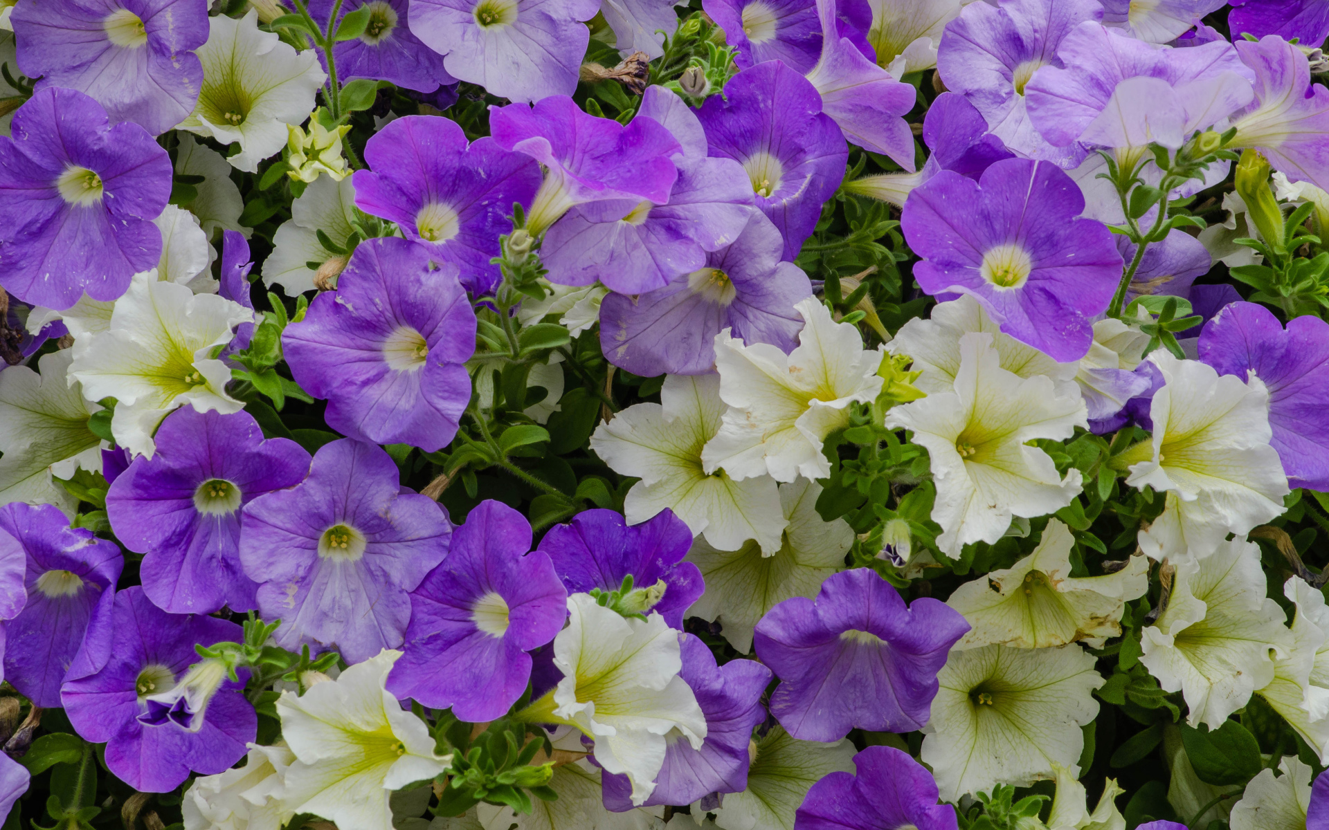 Белые и фиолетовые цветы петунии крупным планом