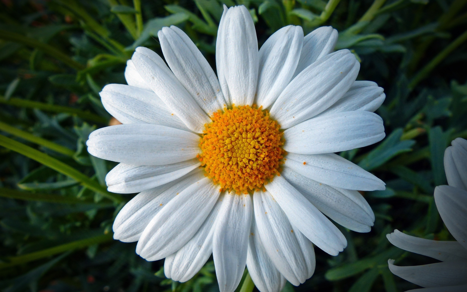 Белая ромашка с желтой серединкой крупным планом